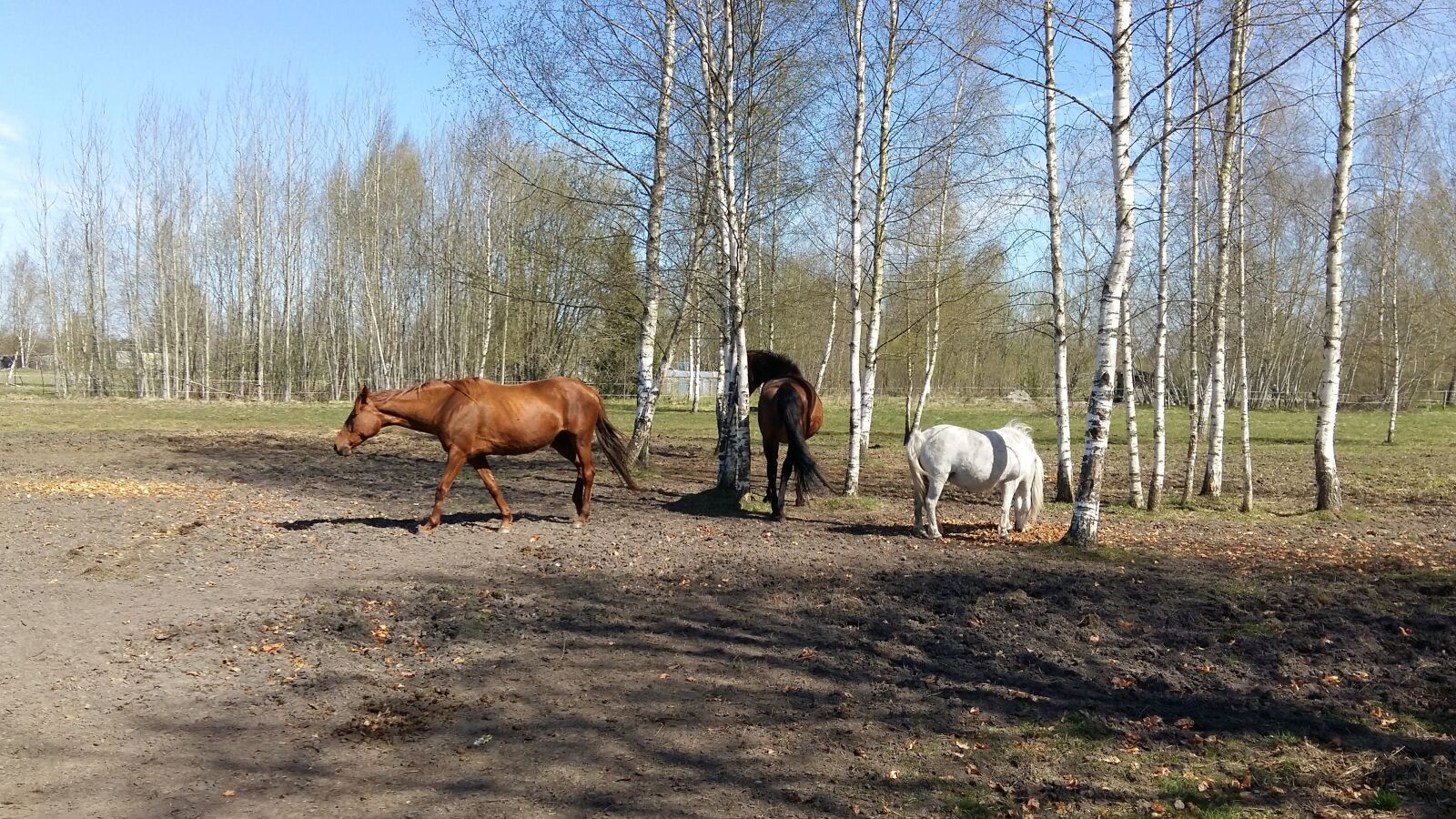 Samsung Galaxy A5 sample photo. Horse, horses, equine photography