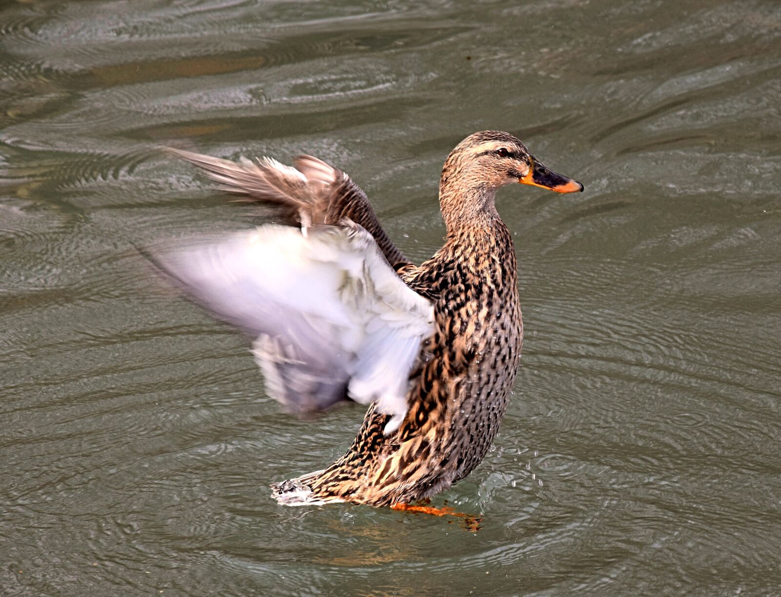 Nikon D3300 sample photo. Drake, duck, plumage photography