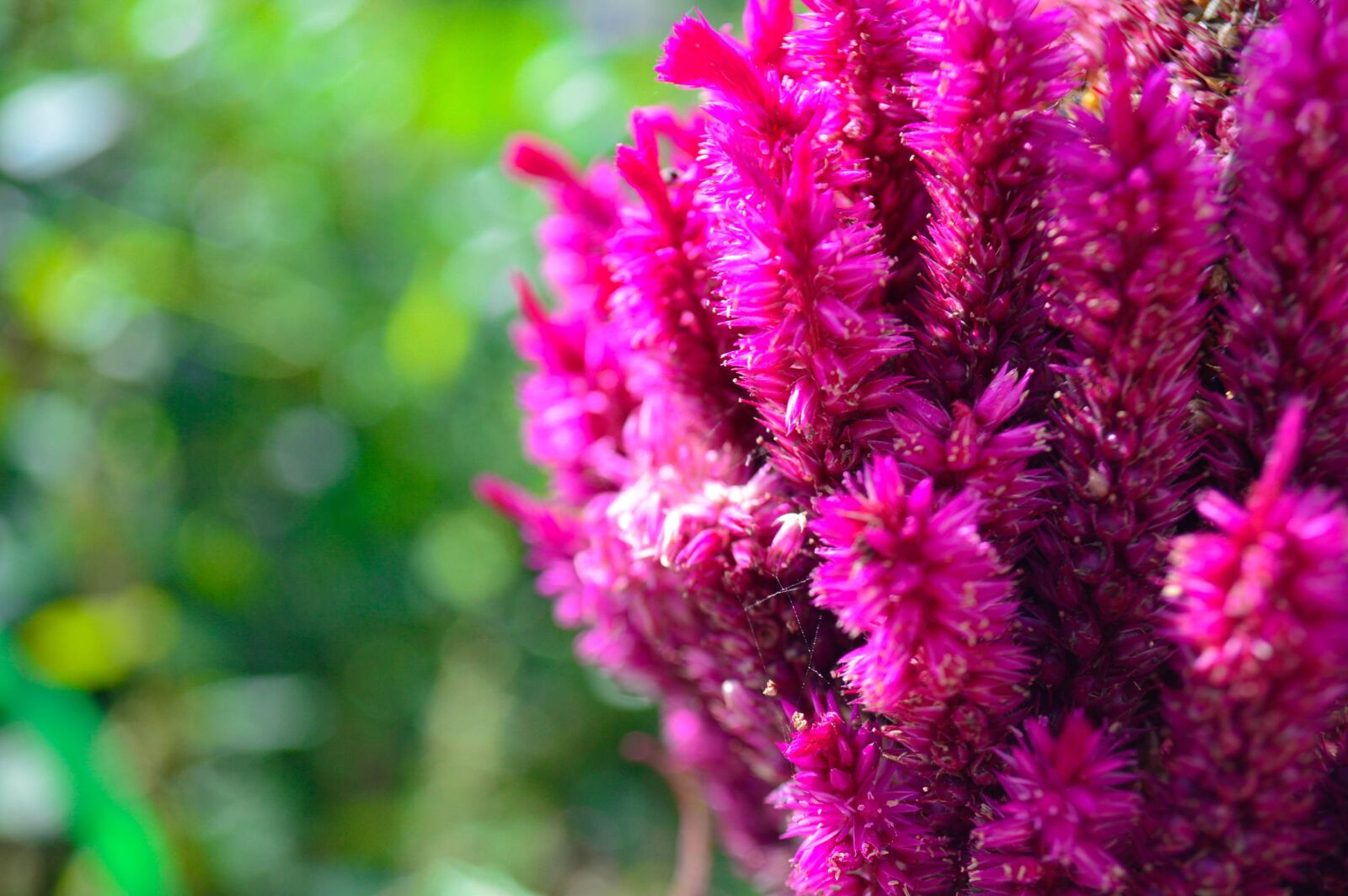 Nikon D3200 sample photo. Cristata, autumn, flowers photography