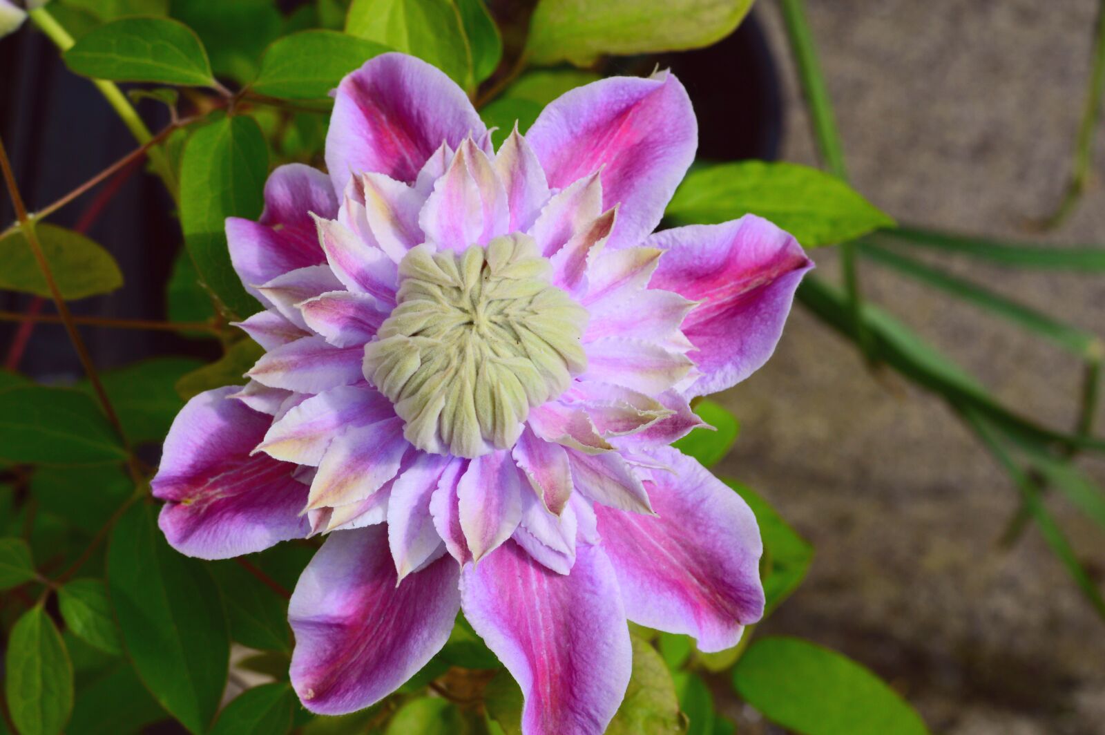 Nikon D3200 sample photo. Clematis, josephine, climber photography