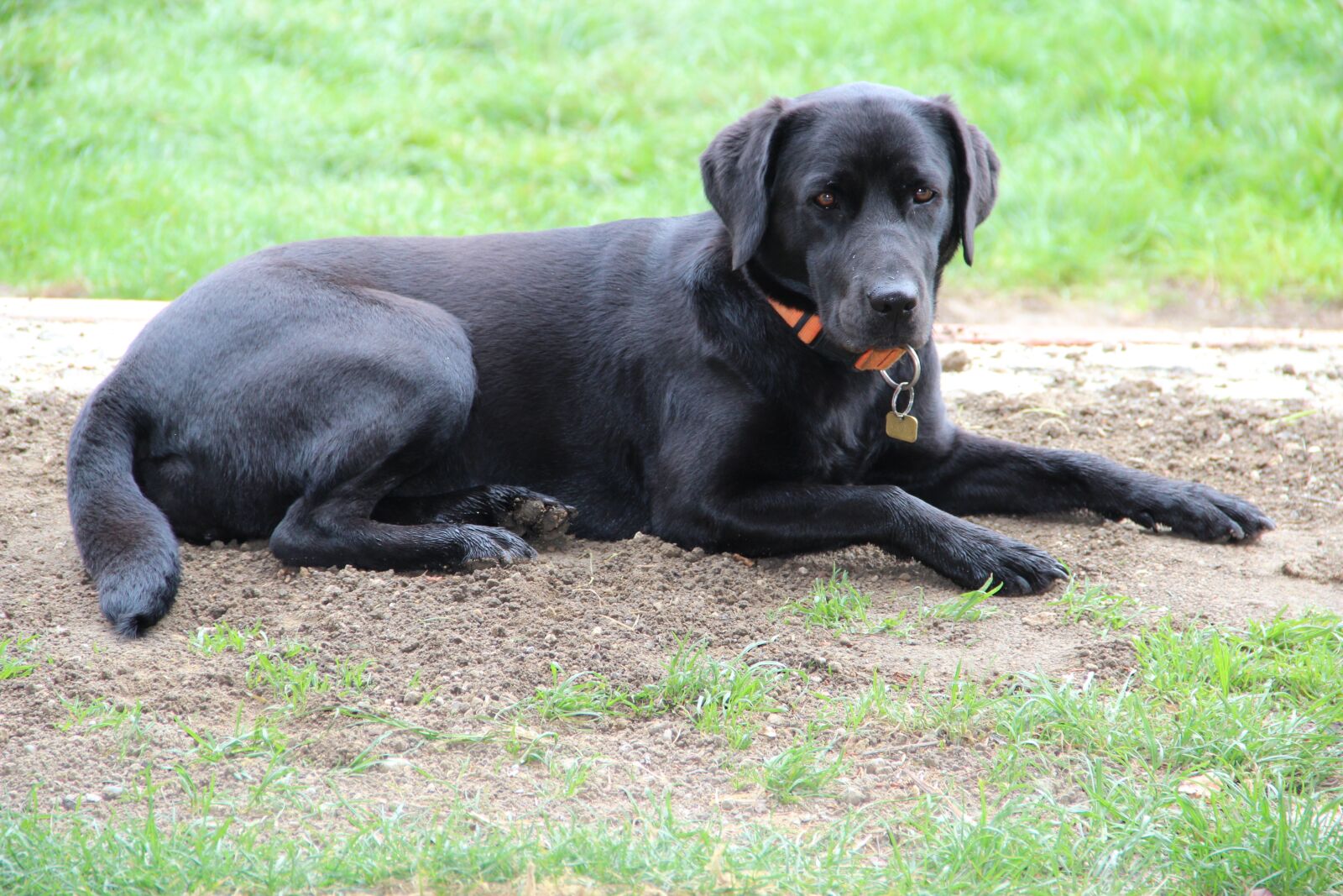 Canon EF-S 18-135mm F3.5-5.6 IS sample photo. Dog, black, necklace photography