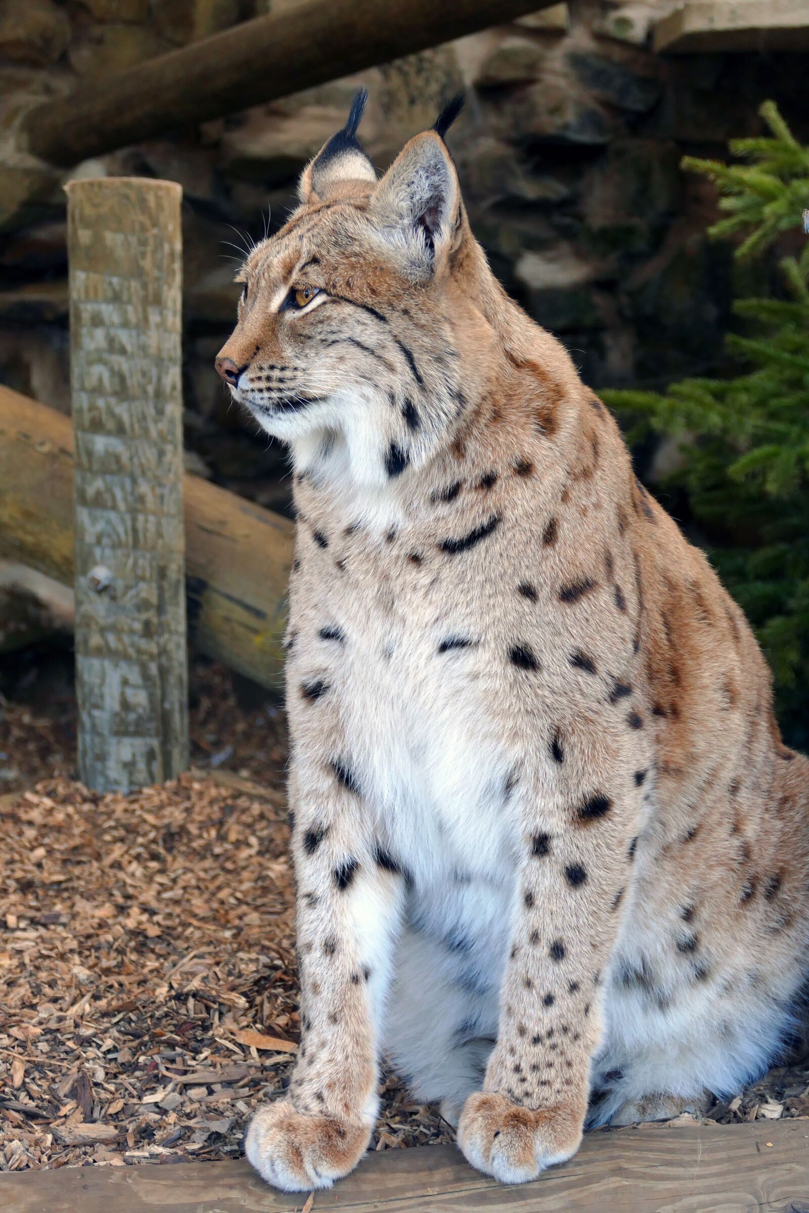 Panasonic Lumix DMC-FZ1000 sample photo. Lynx, wildlife, mammal photography