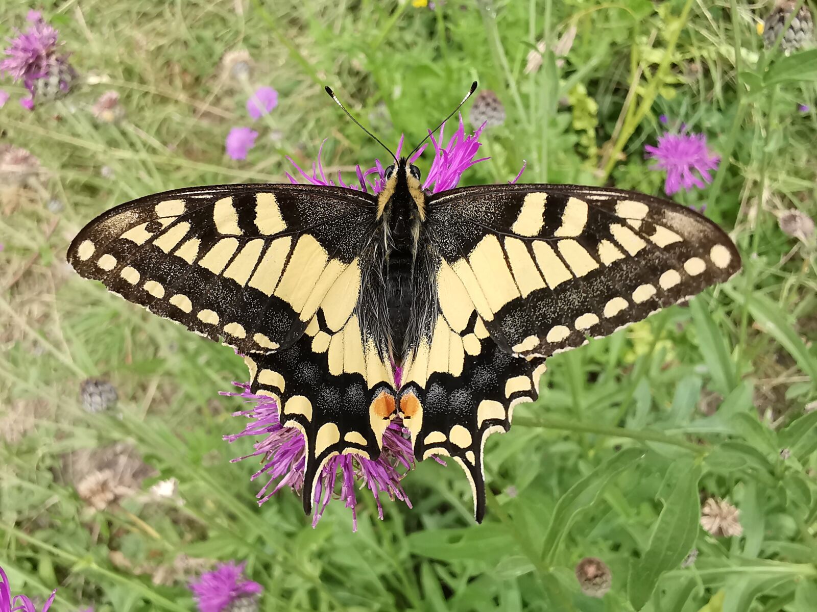 HUAWEI LYA-L29 sample photo. Butterfly, swallowtail, wings photography