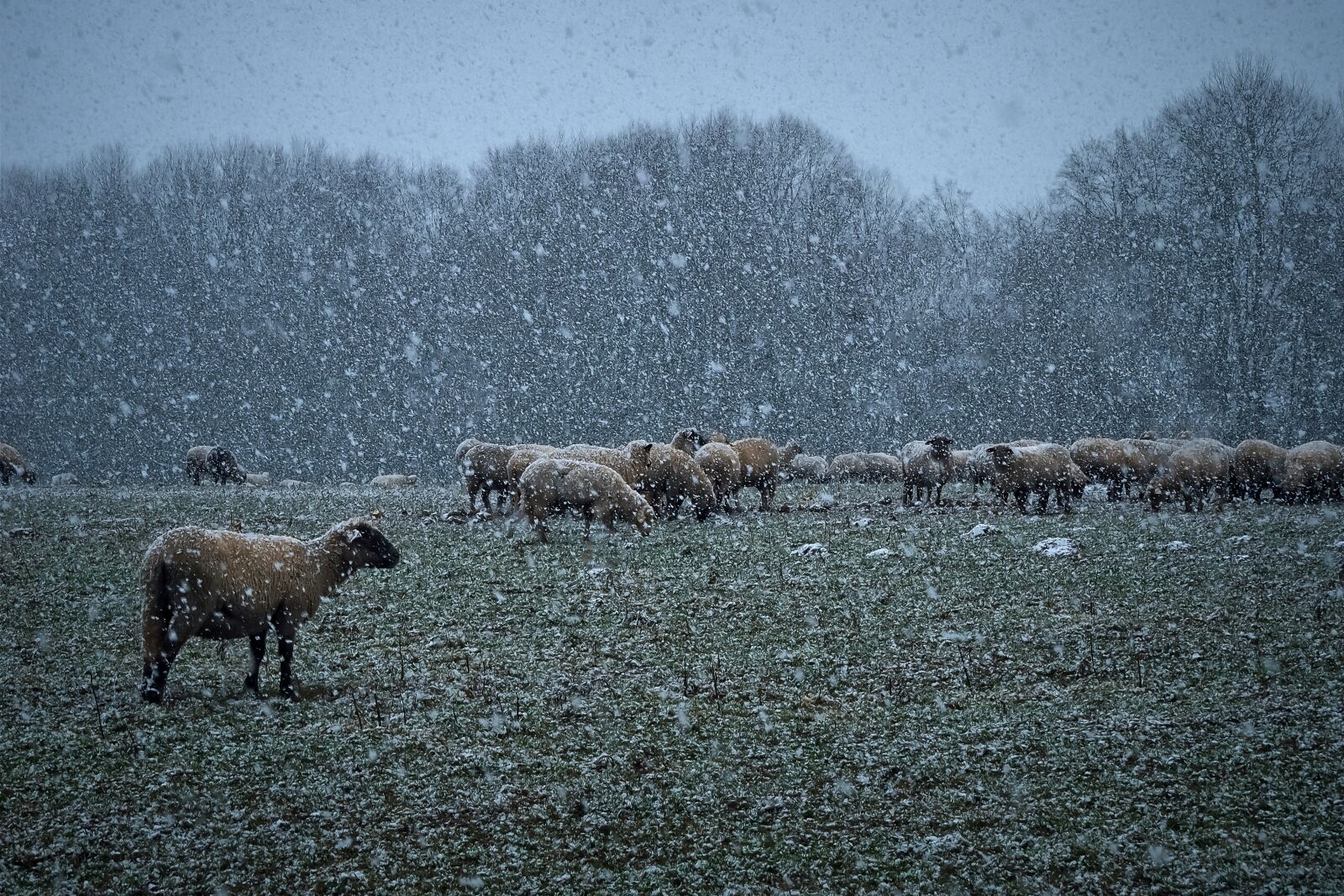 Olympus OM-D E-M10 sample photo. Nature, snow, landscape photography