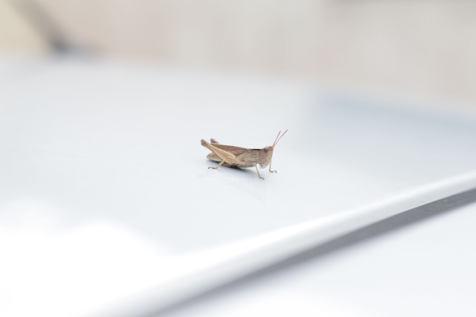 Canon EOS 650D (EOS Rebel T4i / EOS Kiss X6i) sample photo. Cricket, car, insect photography