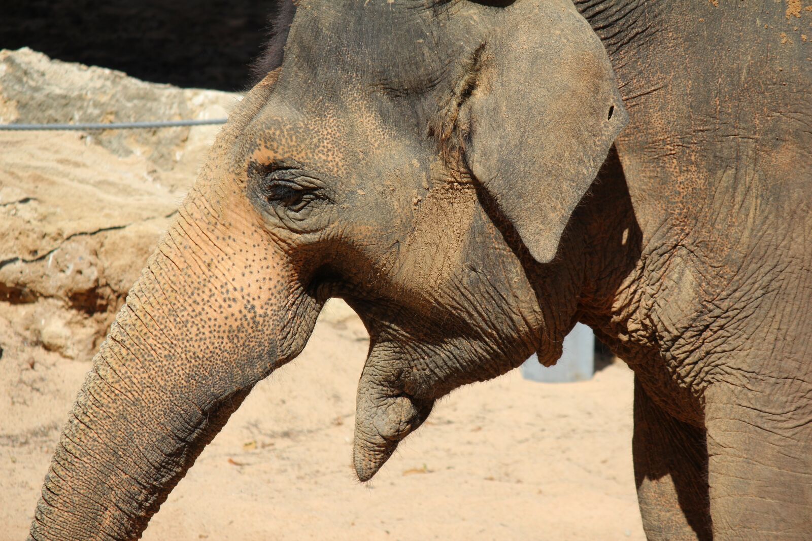 Canon EF-S 55-250mm F4-5.6 IS II sample photo. Elephant, animal, africa photography