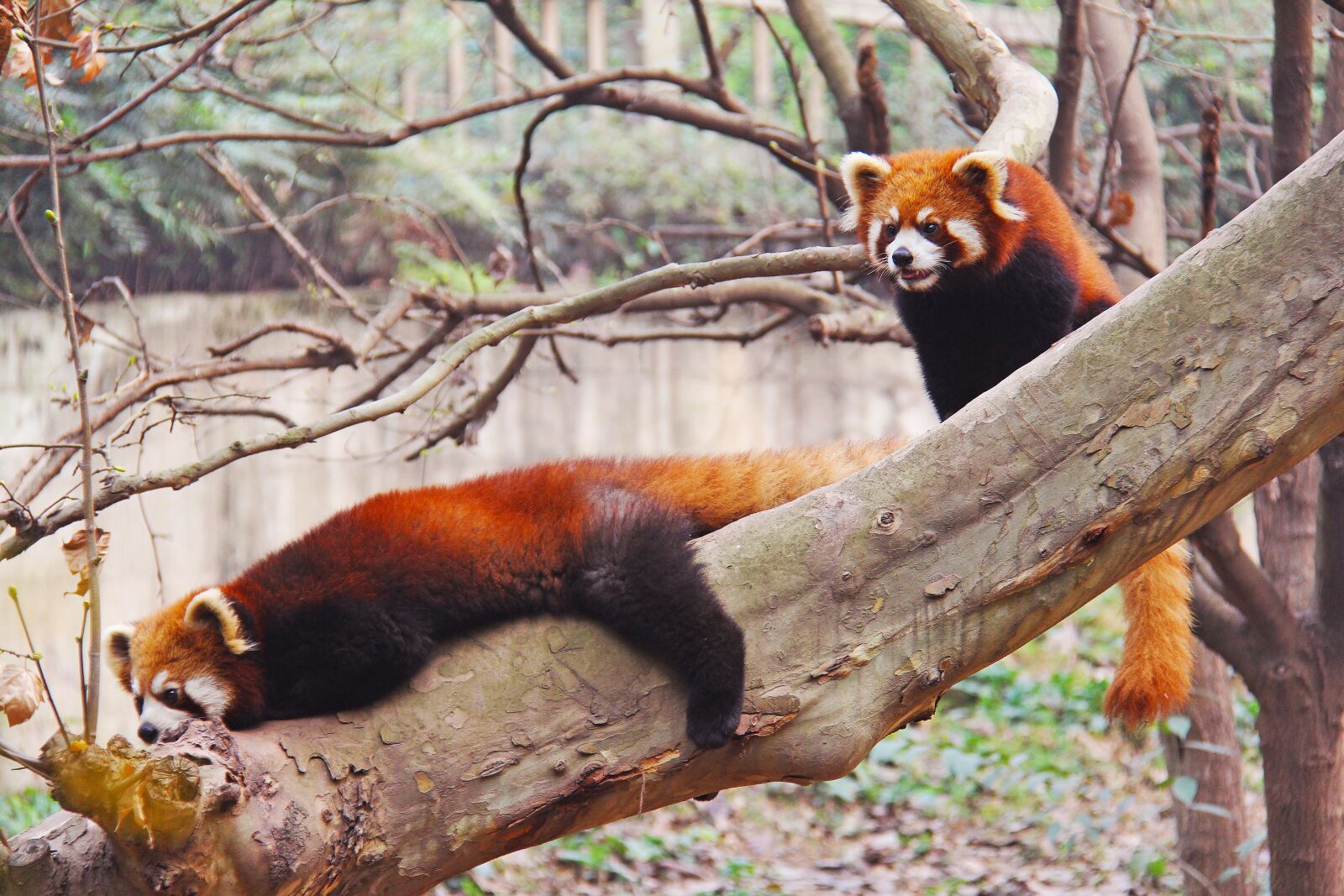 Canon EF-S 18-200mm F3.5-5.6 IS sample photo. Loveable, red pandas, sichuan photography