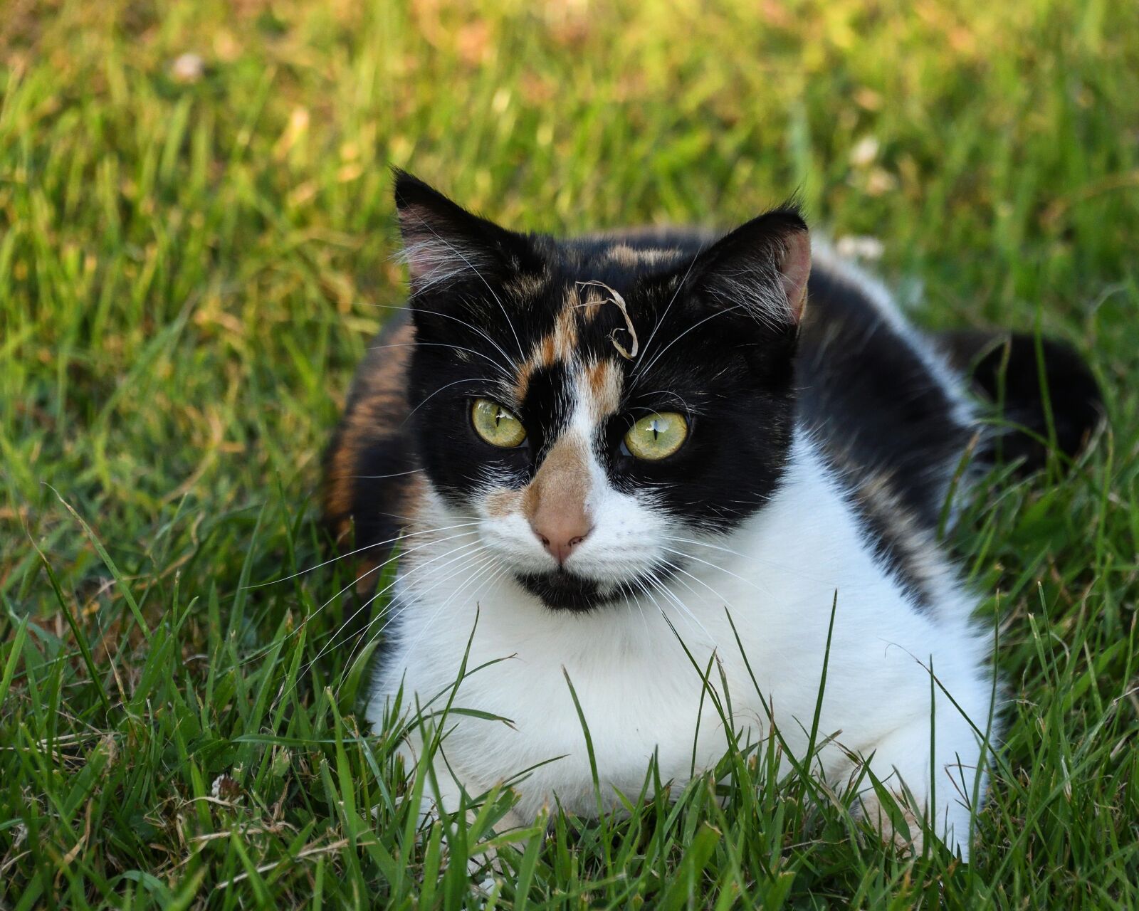 Nikon D500 sample photo. Cat, tricolor, grass photography