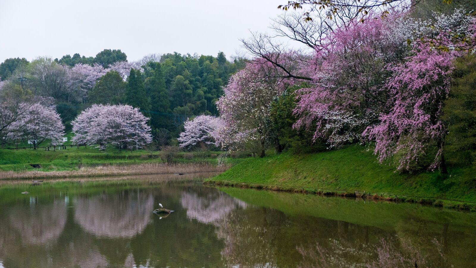 Fujifilm X-E1 sample photo. Cherry blossoms, pond, japan photography