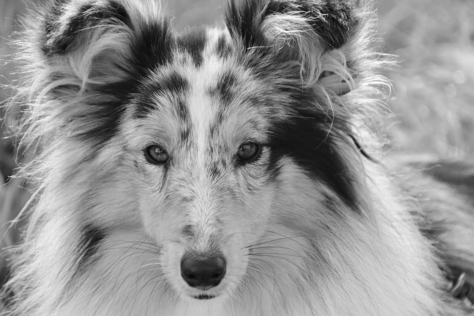 Nikon D5600 sample photo. Dog, bitch, shetland sheepdog photography