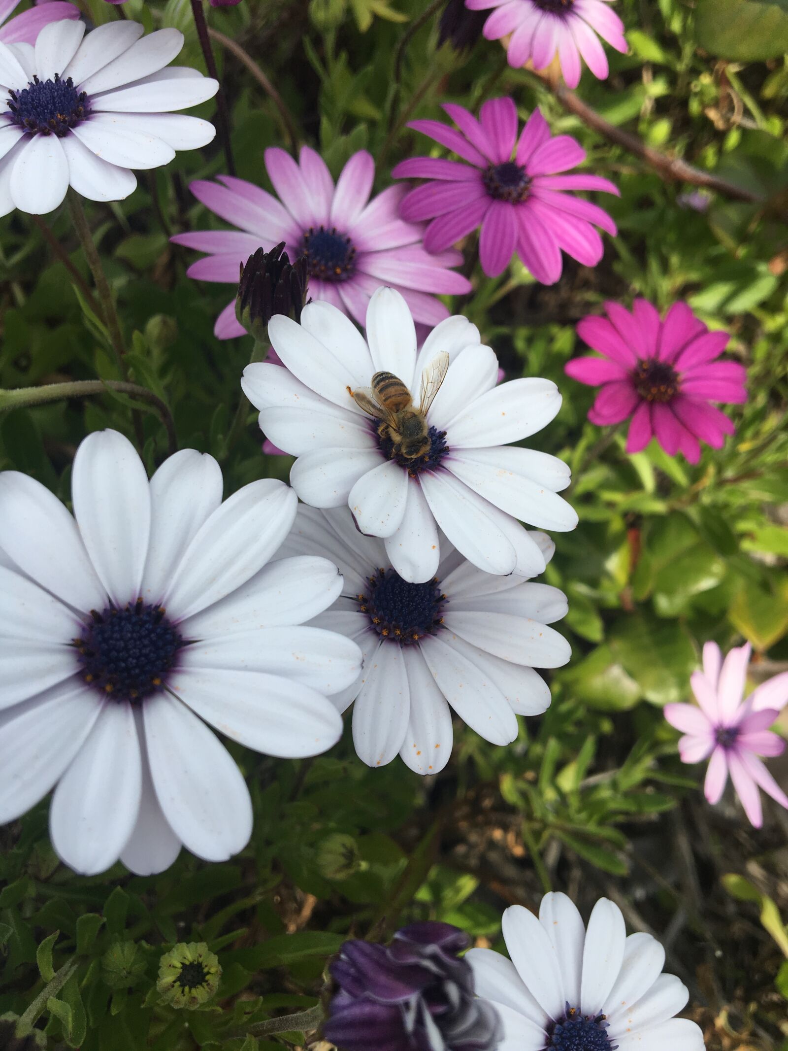 Apple iPhone 6s sample photo. Flowers, blooming, blossom photography