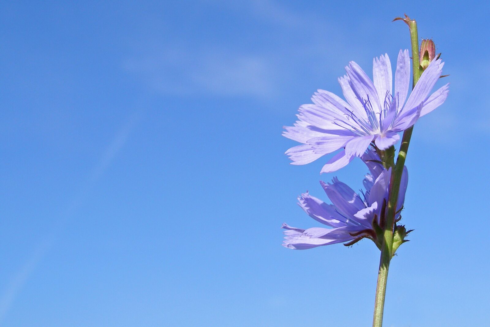 Olympus SP500UZ sample photo. Chicory, flower, blue photography