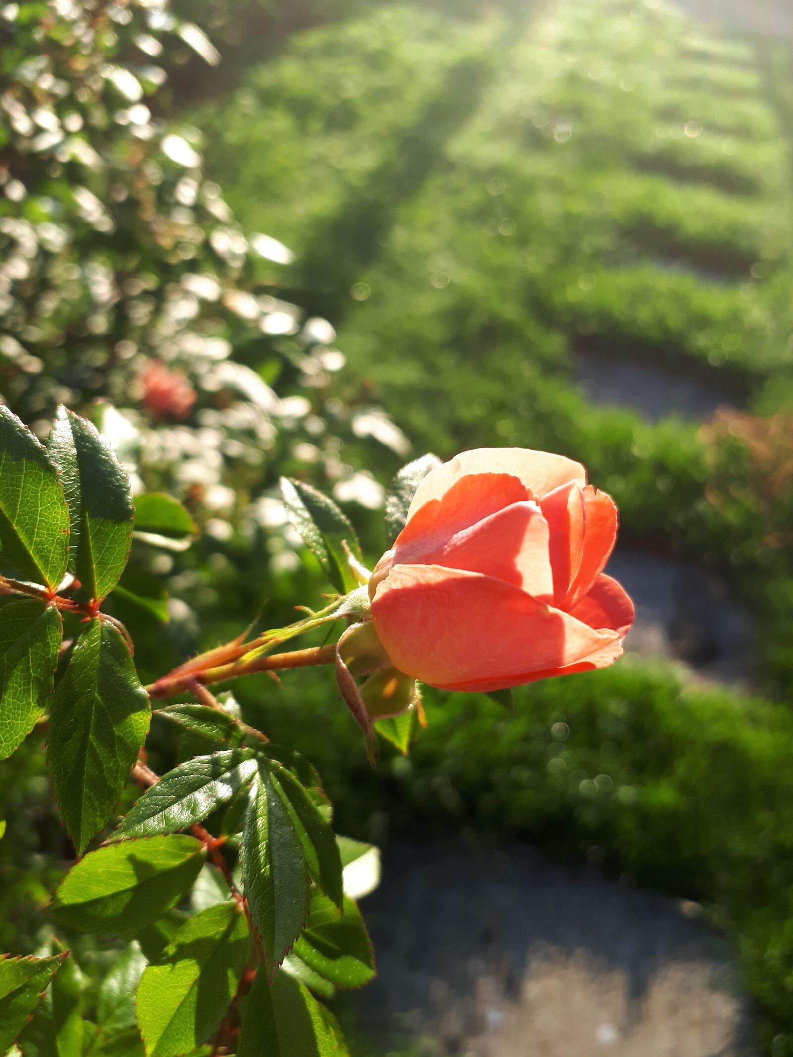 Samsung Galaxy A5(2017) sample photo. Flower, rose, garden photography