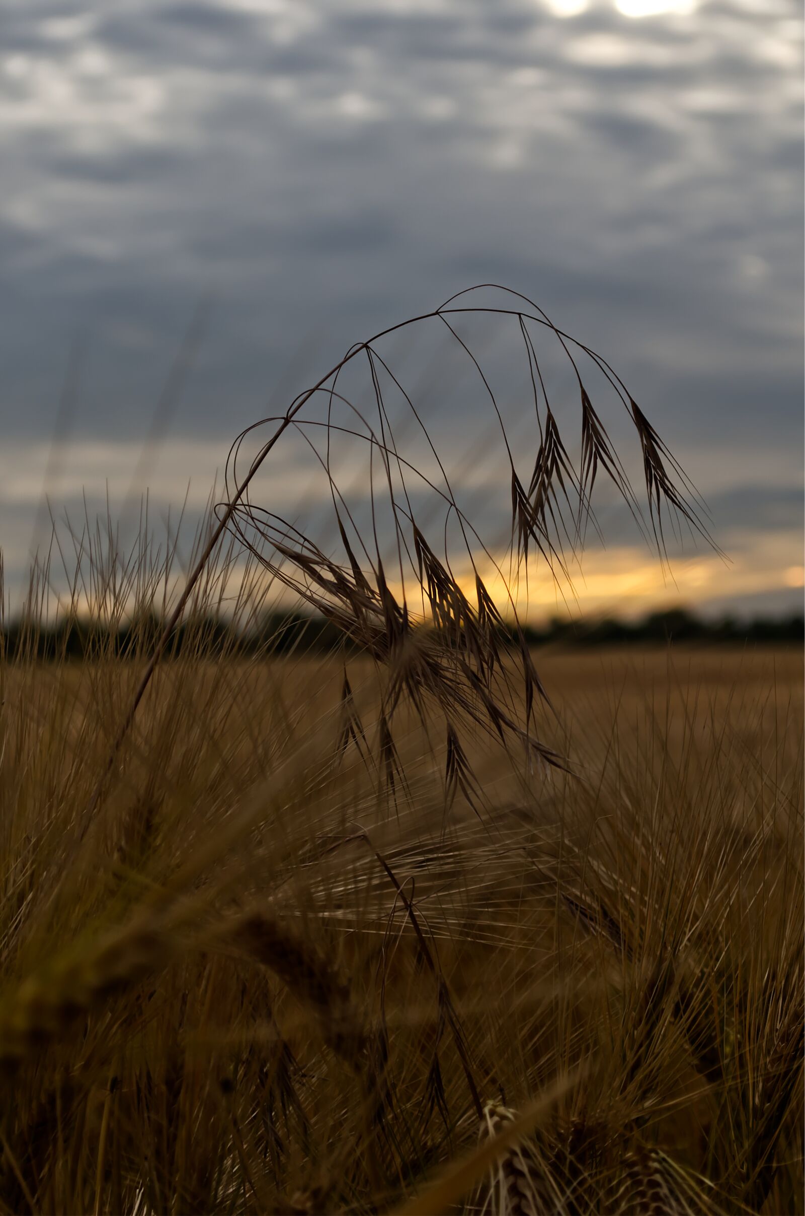 Nikon D5500 sample photo. Cereals, grain, sky photography