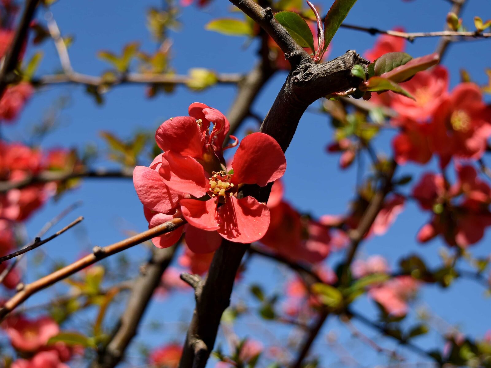 Nikon D5500 sample photo. Pink, shrub, plant, flora photography
