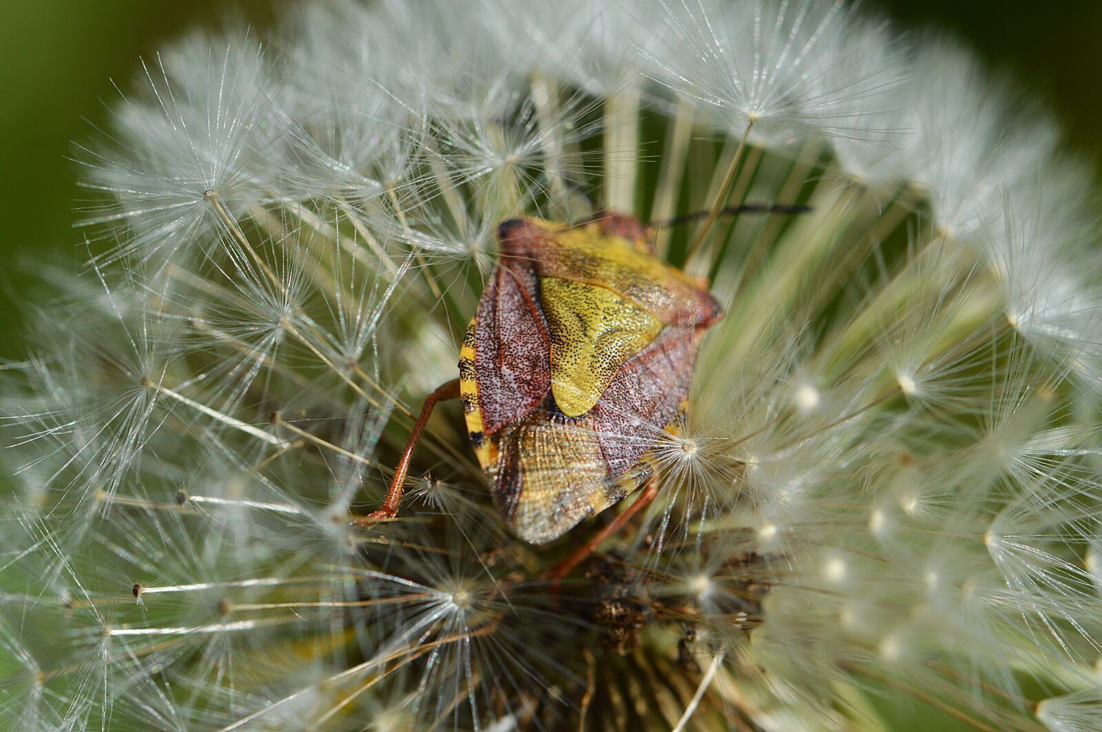 Nikon D3200 sample photo. Beetle, insect, dandelion photography