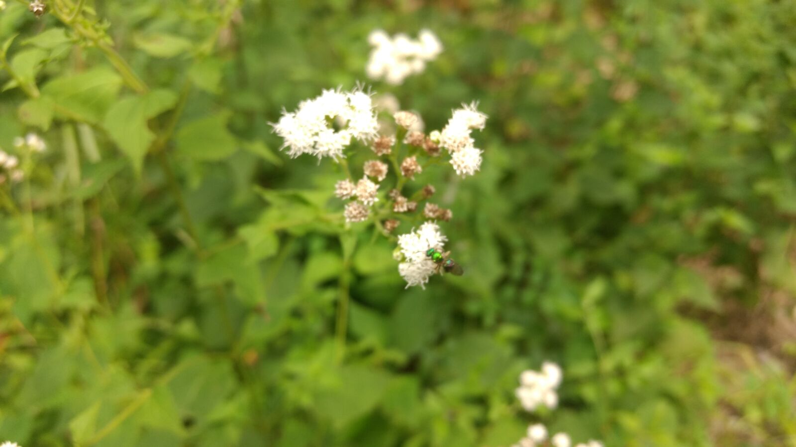 Motorola Moto G (4) sample photo