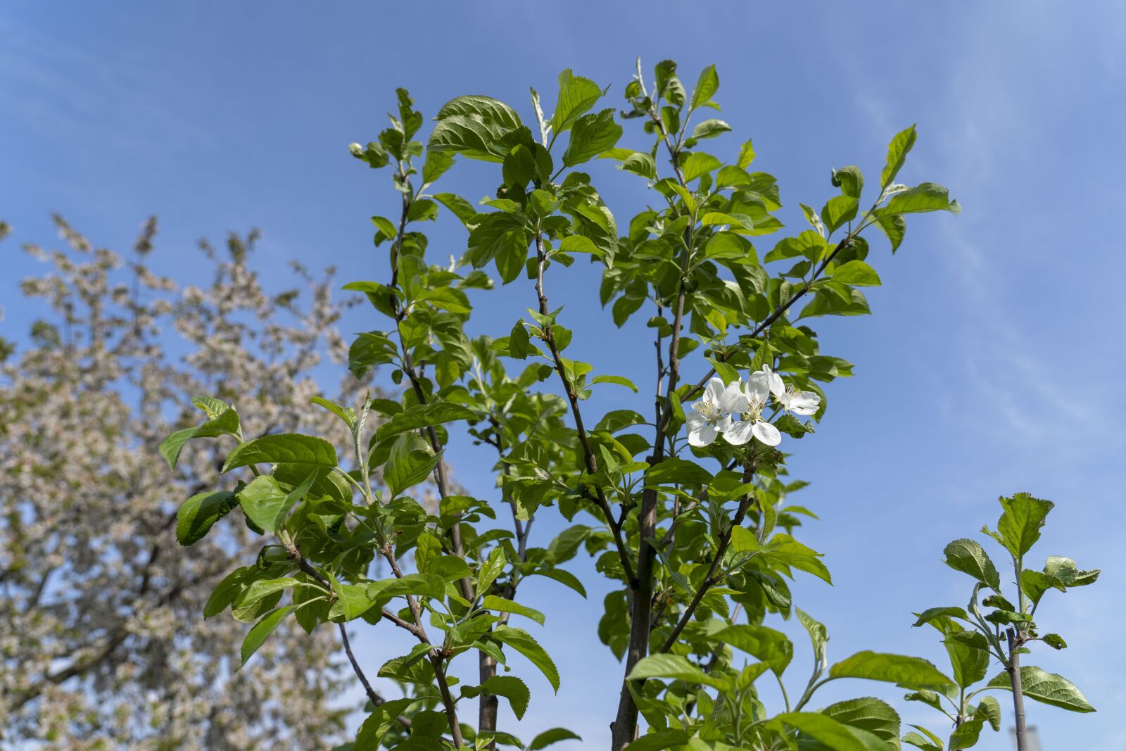 Sony FE 24-105mm F4 G OSS sample photo. Apple tree, tree, flowering photography