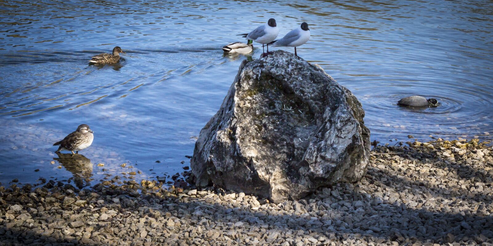 Canon EOS 650D (EOS Rebel T4i / EOS Kiss X6i) sample photo. Gulls, danube, waterfowl photography