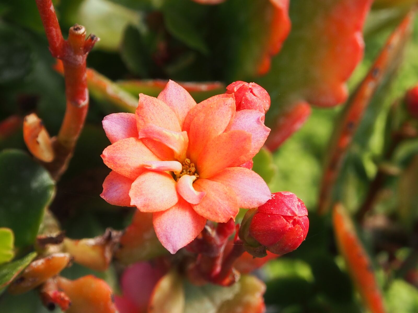 Olympus OM-D E-M5 sample photo. Flower, pink orange, flowers photography