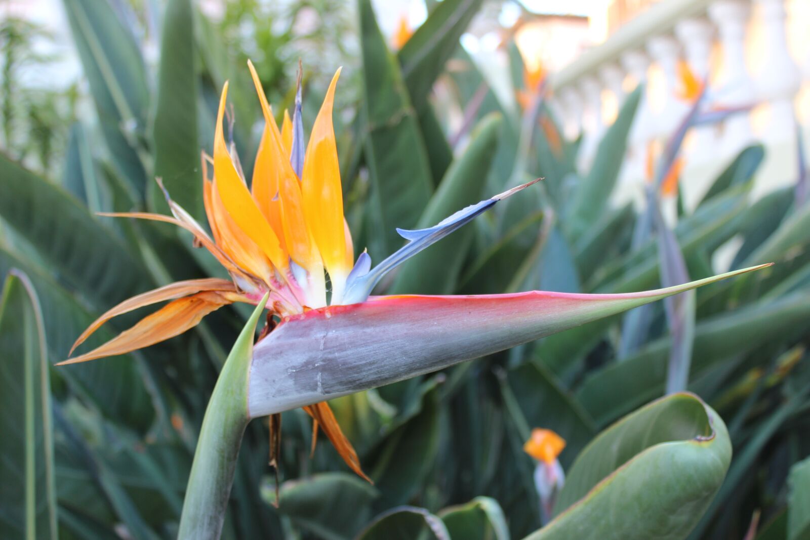 Canon EOS 600D (Rebel EOS T3i / EOS Kiss X5) sample photo. Bird paradise, strelitzia, flower photography