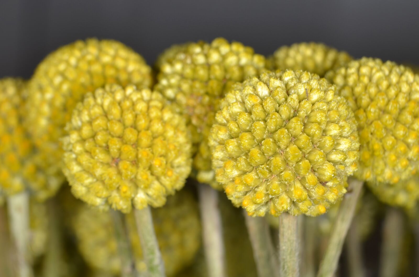 Nikon D5100 sample photo. Craspedia, schnittblume, floristry photography