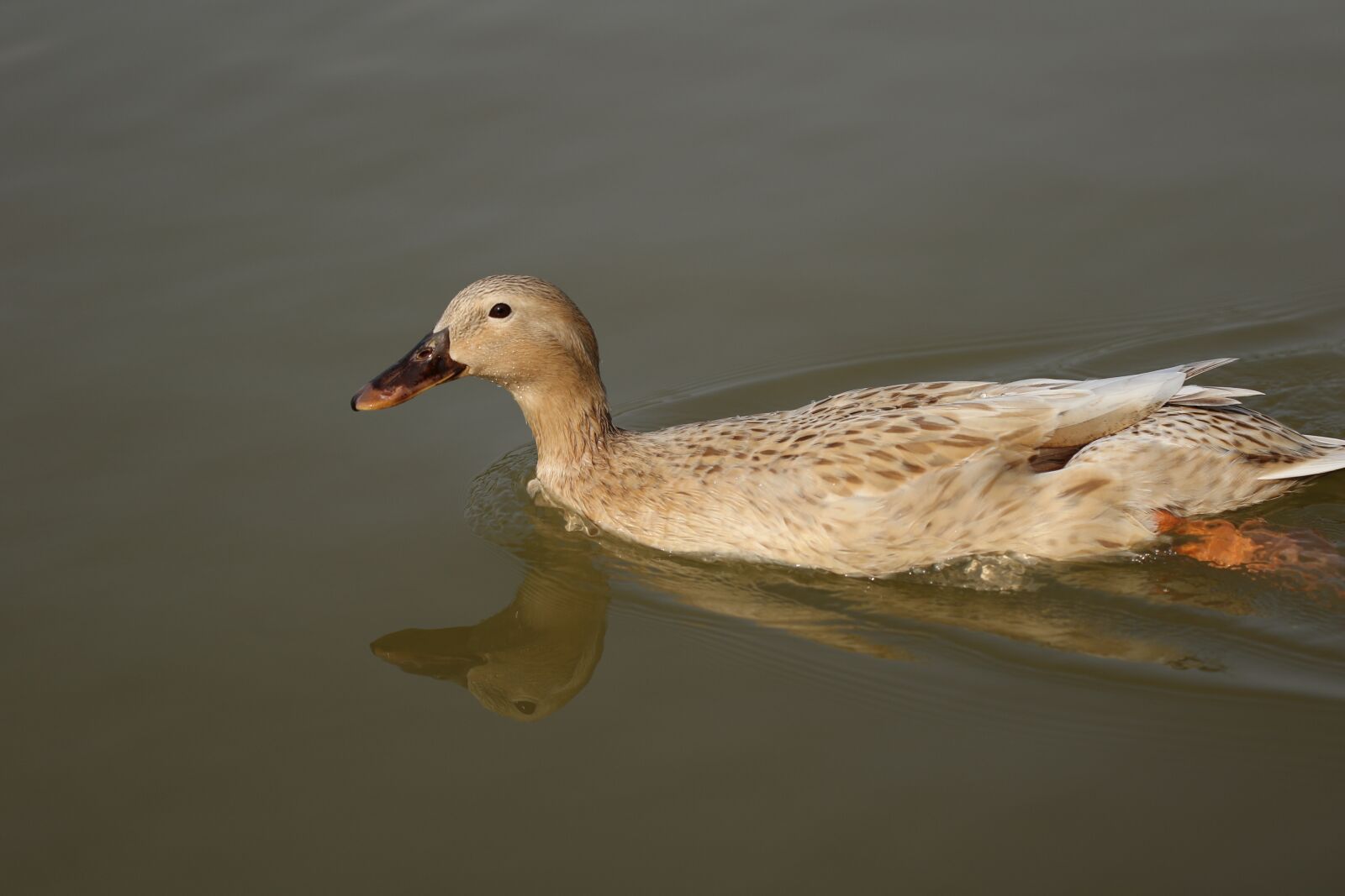 Canon EOS 7D Mark II sample photo. Mallard, female, duck photography