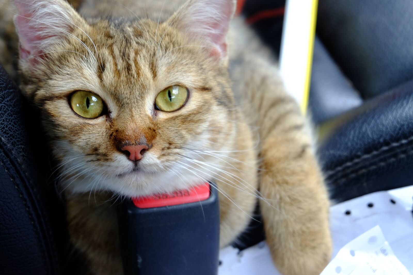 Fujifilm X-E2 + Fujifilm XC 16-50mm F3.5-5.6 OIS II sample photo. Cat, animal, cute photography