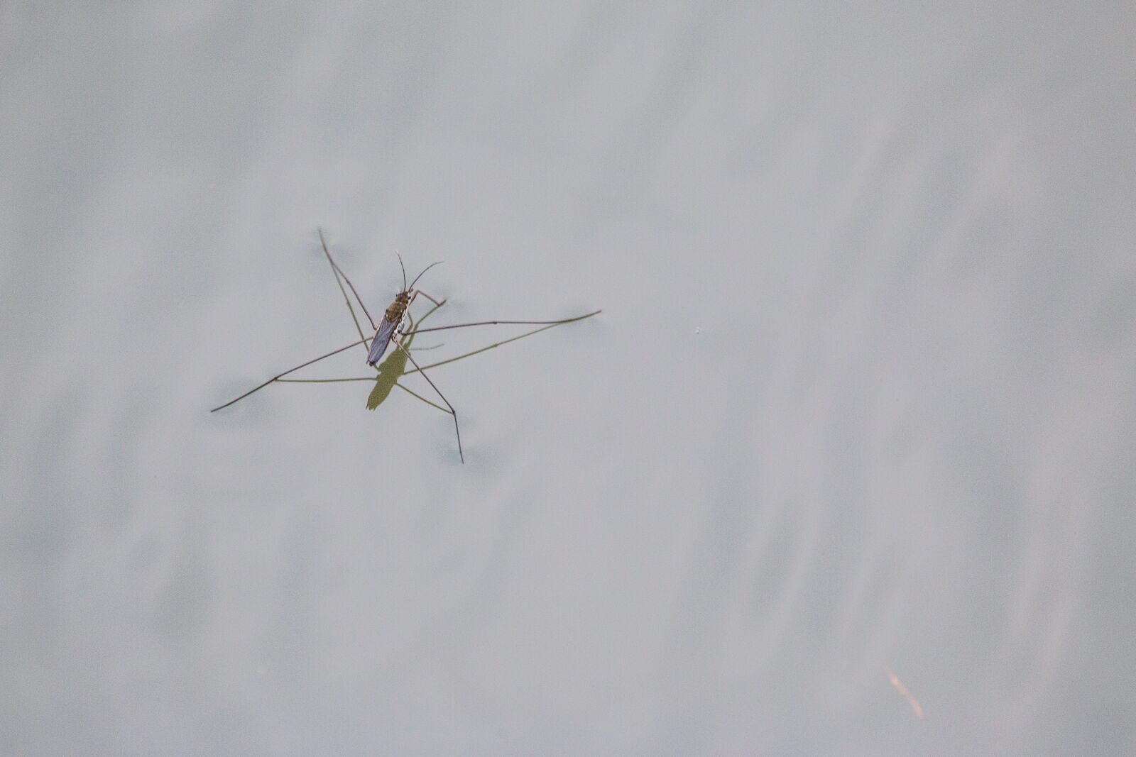 150-600mm F5-6.3 DG OS HSM | Contemporary 015 sample photo. Water striders, lake, pond photography