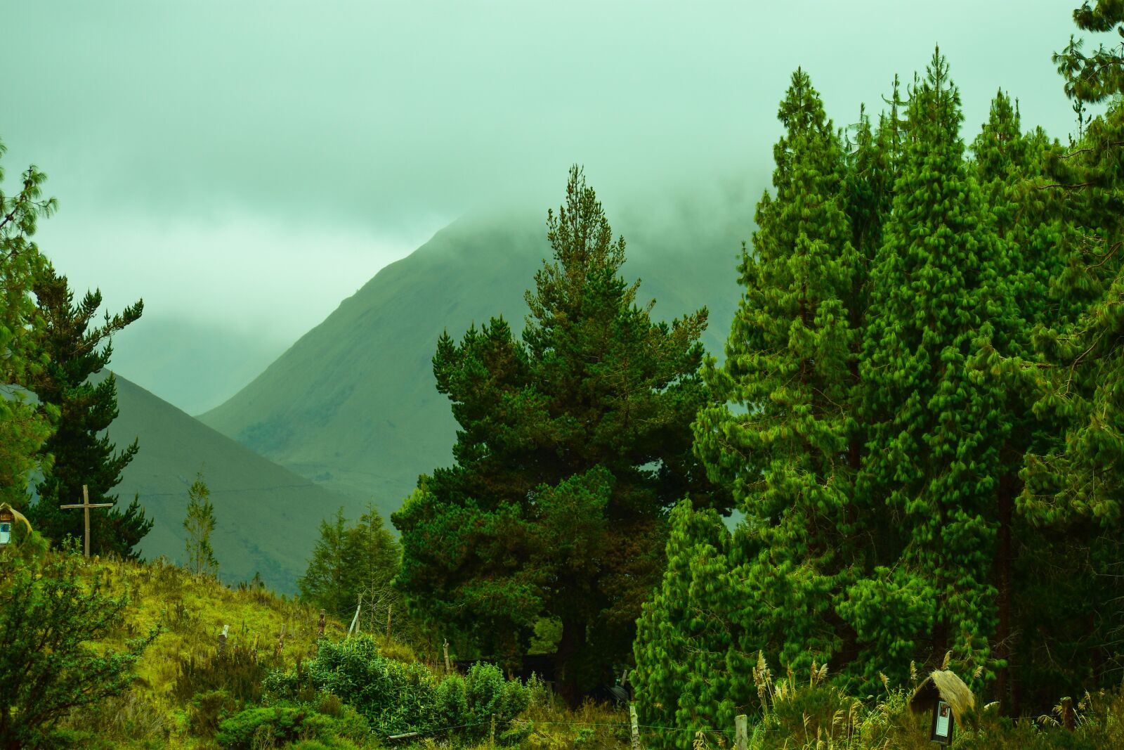 Nikon D3400 sample photo. Landscape, forest, trees photography