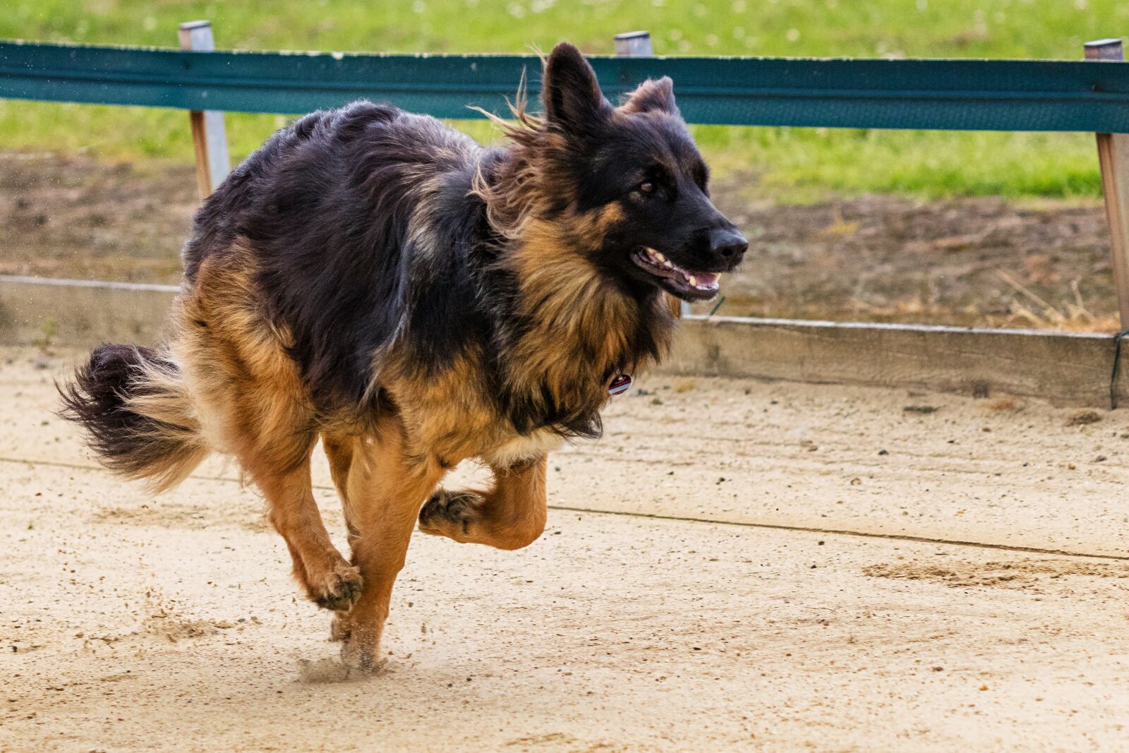 Canon EF 70-300 F4-5.6 IS II USM sample photo. Dog, runs, dog racing photography