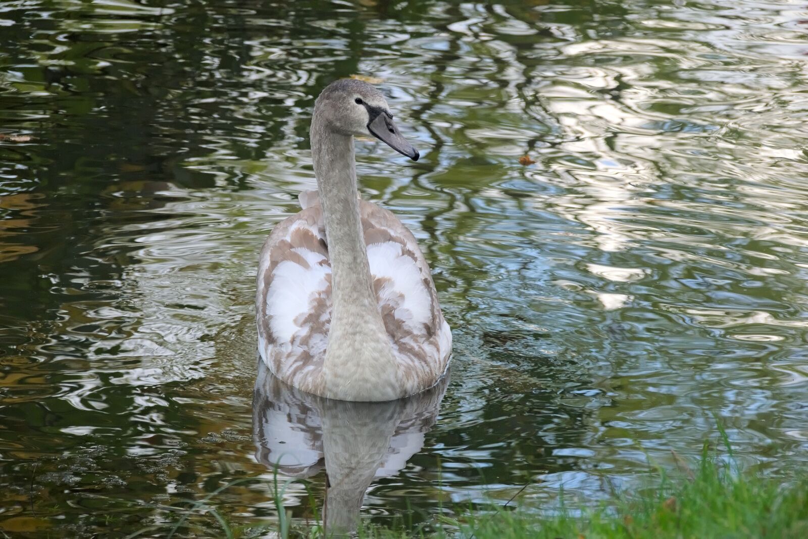 Nikon D3300 sample photo. Swan, cygnet, grey swan photography