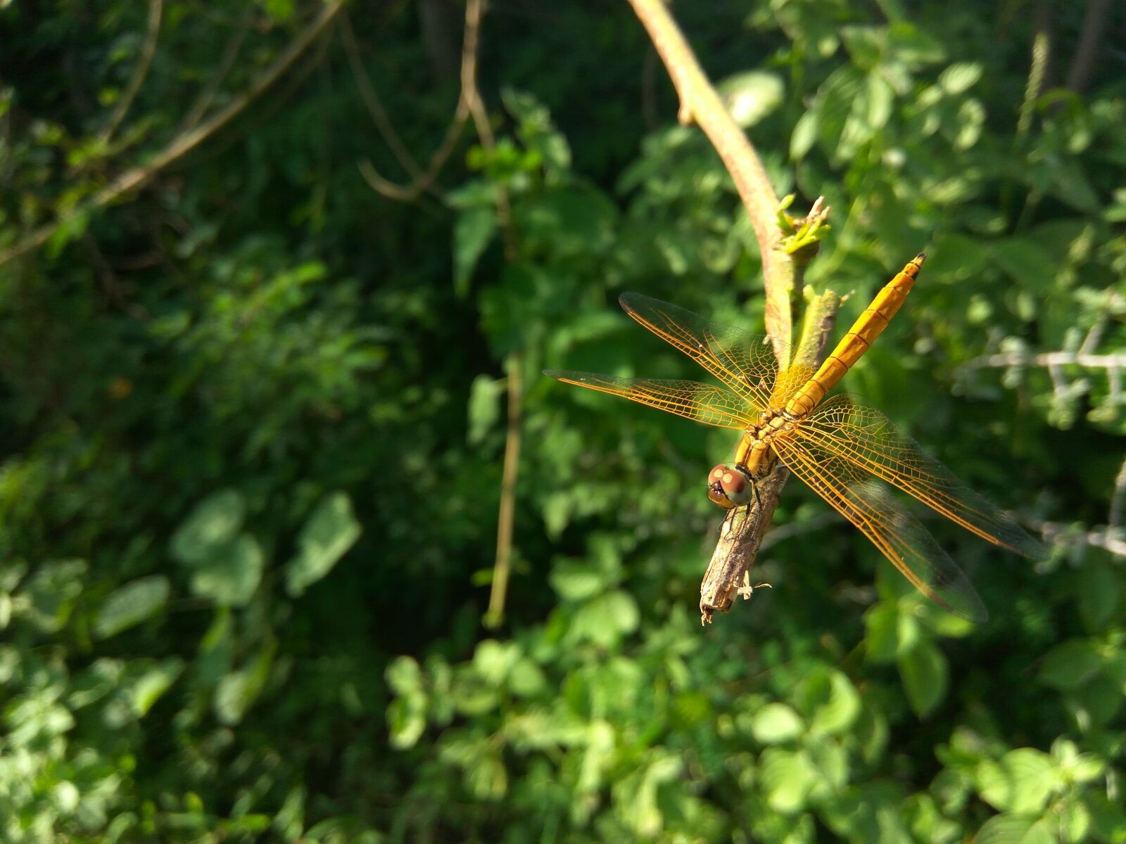 Xiaomi Redmi Note 3 sample photo. Nature, outdoors, leaf photography