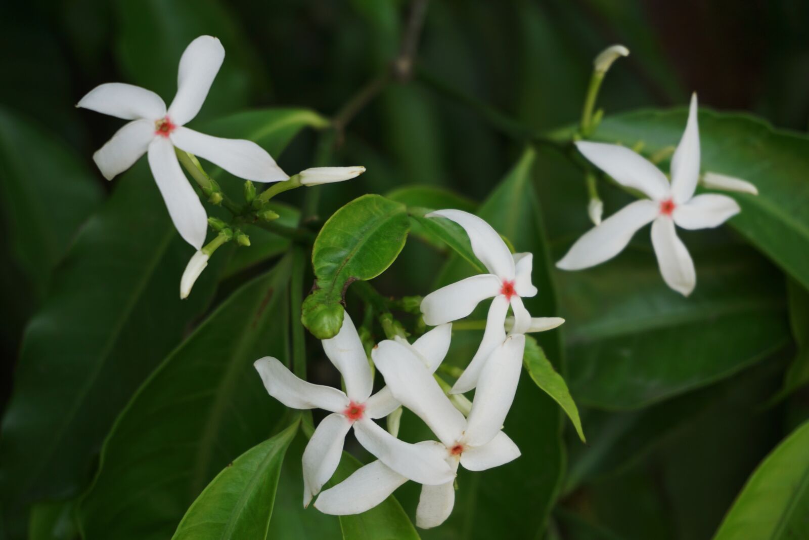 Sony a6000 sample photo. Flower, plant, spring photography