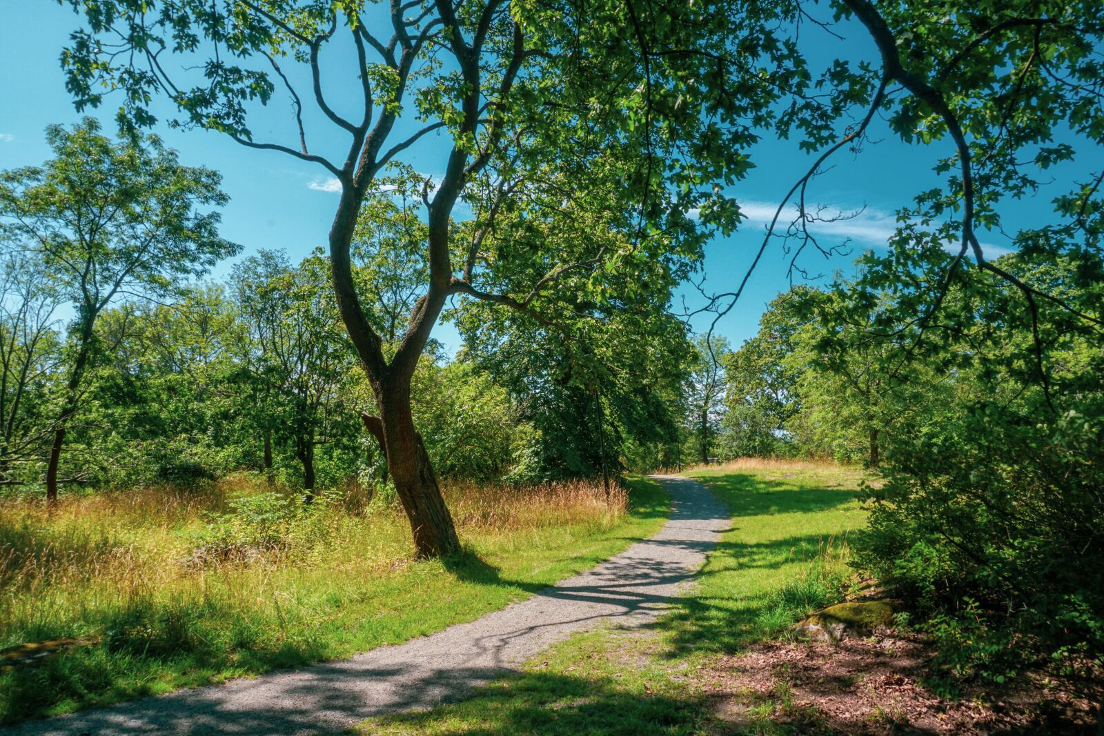 Sony a6300 sample photo. The path, way, forest photography