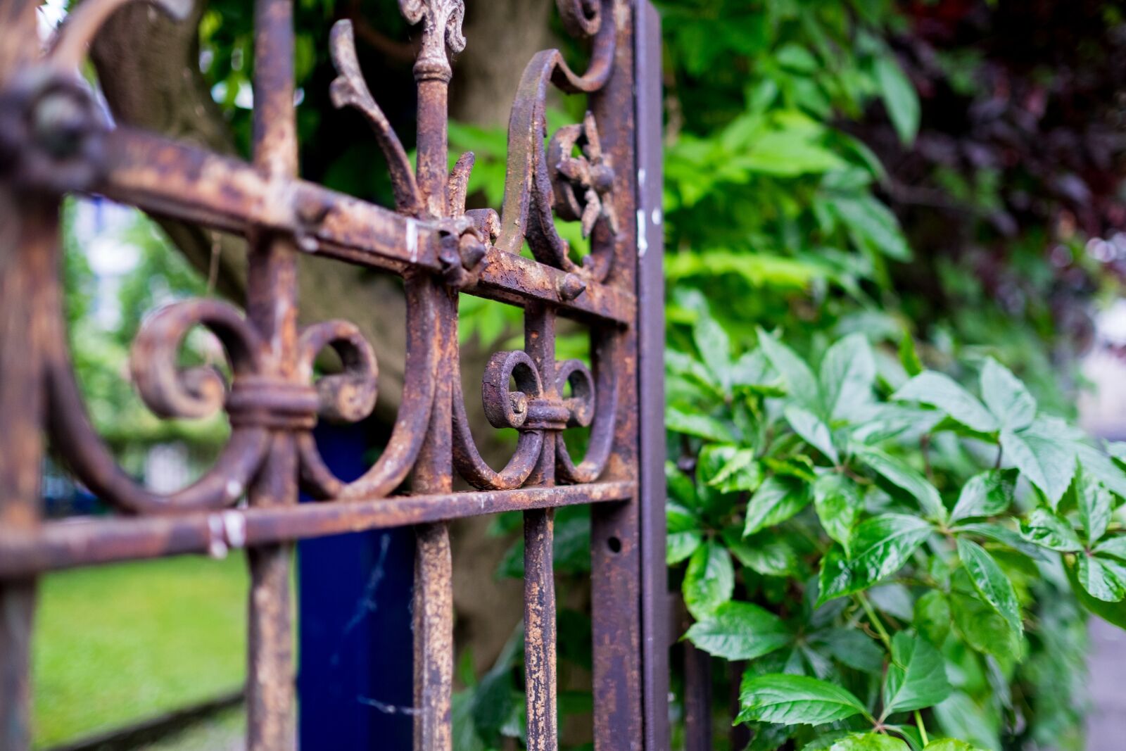 Fujifilm XF 23mm F1.4 R sample photo. Gate, rust, plant photography