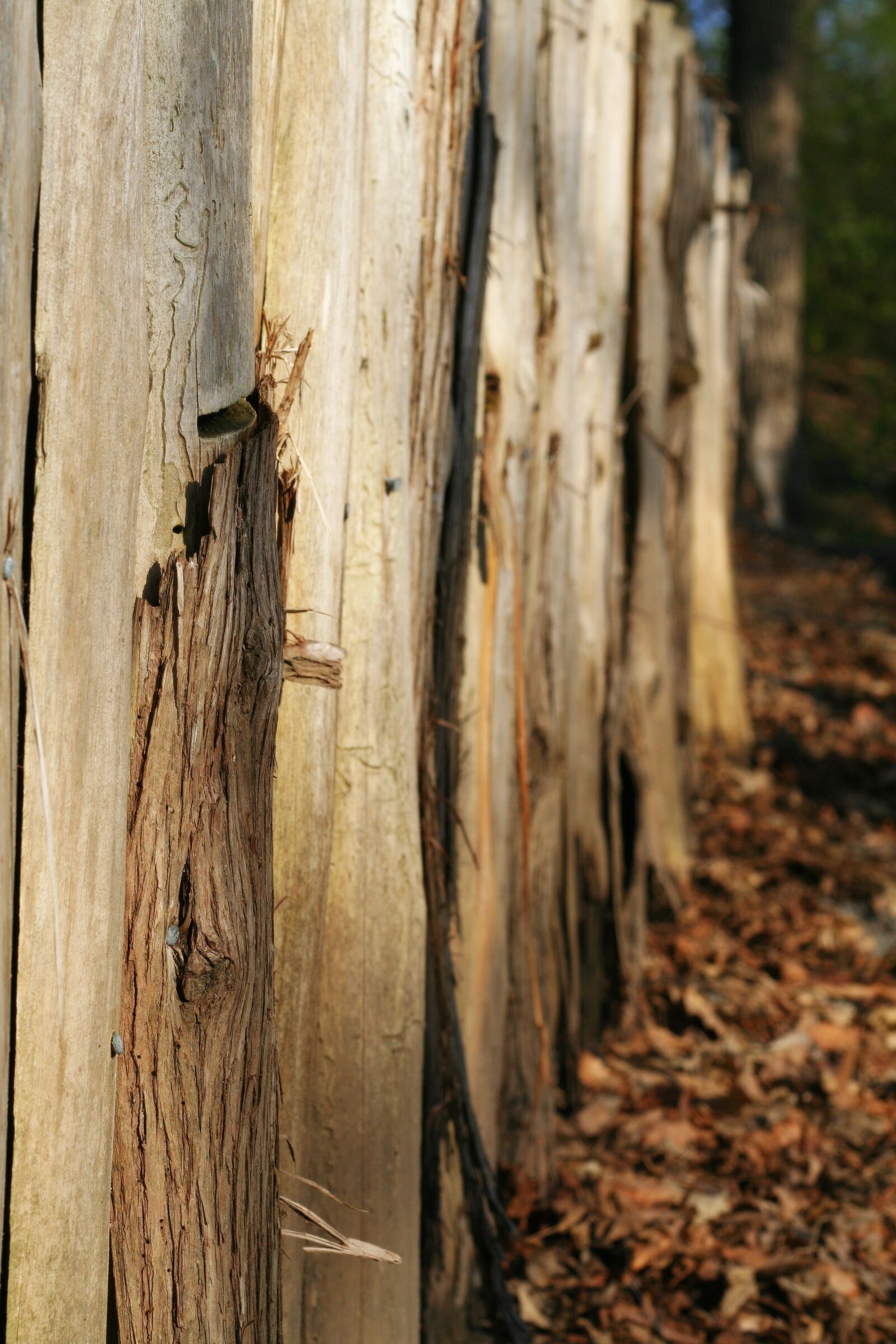 Canon EOS 350D (EOS Digital Rebel XT / EOS Kiss Digital N) sample photo. Wood, fence, texture photography