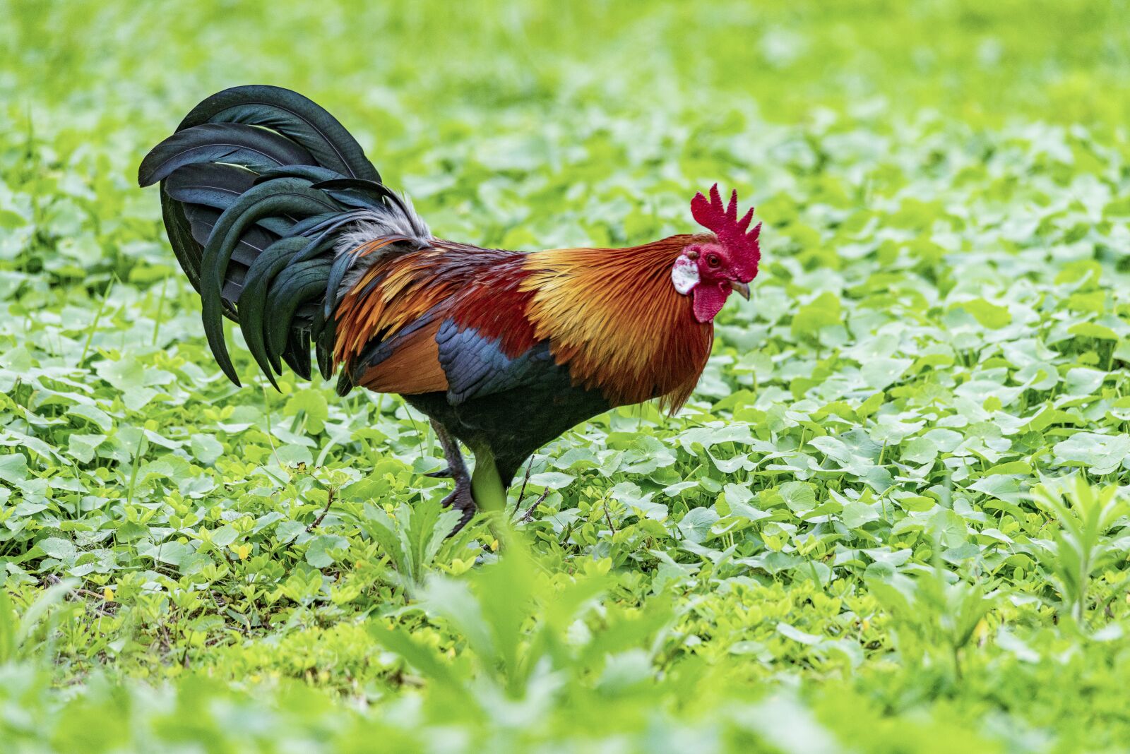 Nikon D810 sample photo. Chicken, rico, delicious photography
