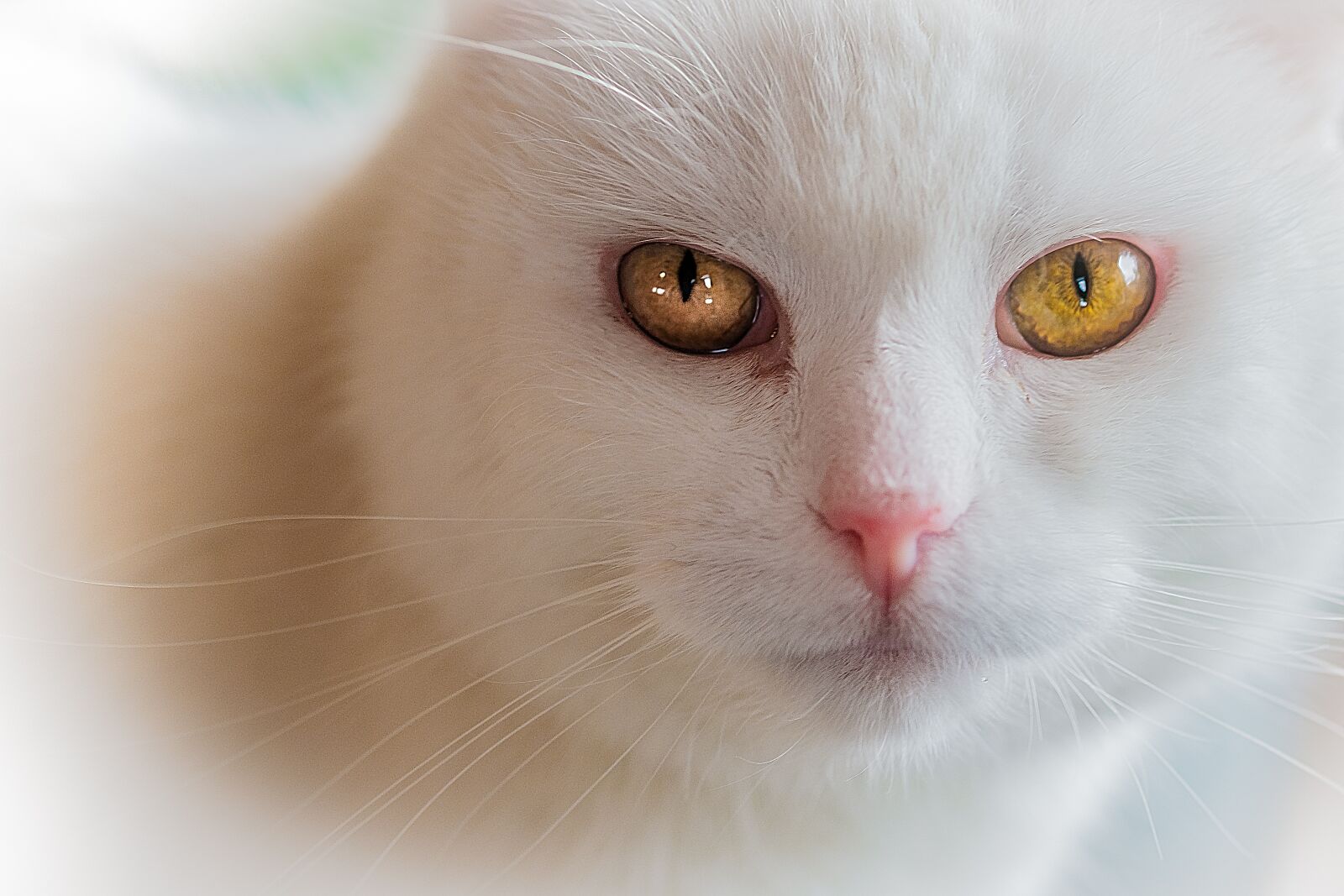 Fujifilm X-Pro1 sample photo. Cat, pet, domestic cat photography