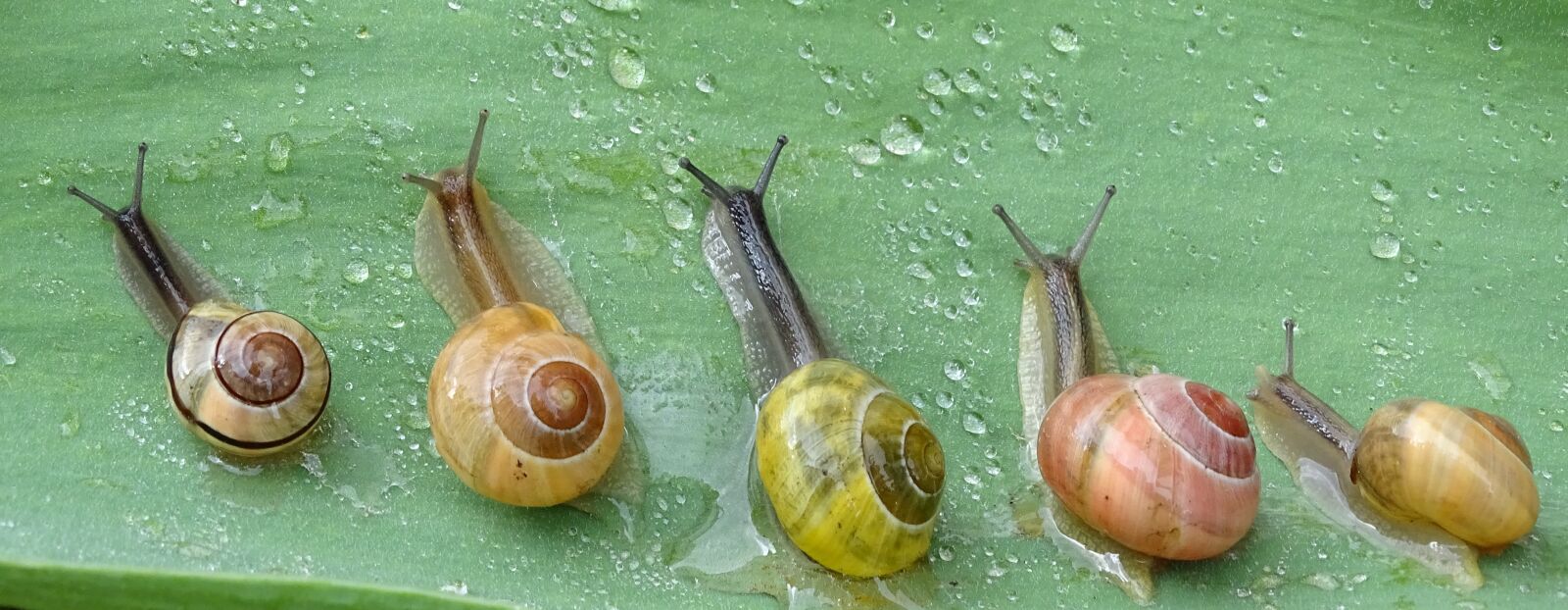 Sony Cyber-shot DSC-HX400V sample photo. Snail, shell, slowly photography