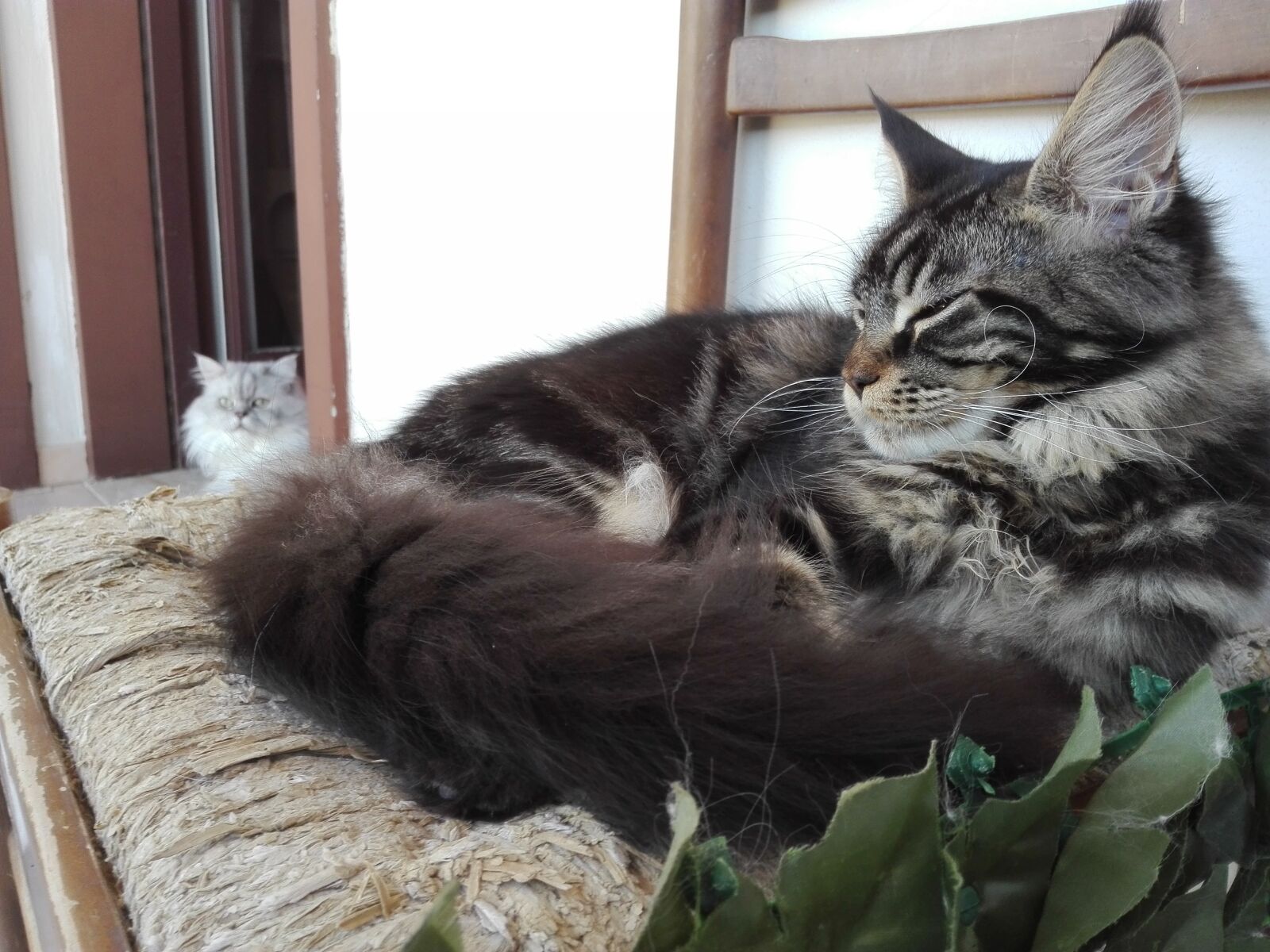 HUAWEI P8 Lite sample photo. Mainecoon, cat, cats photography