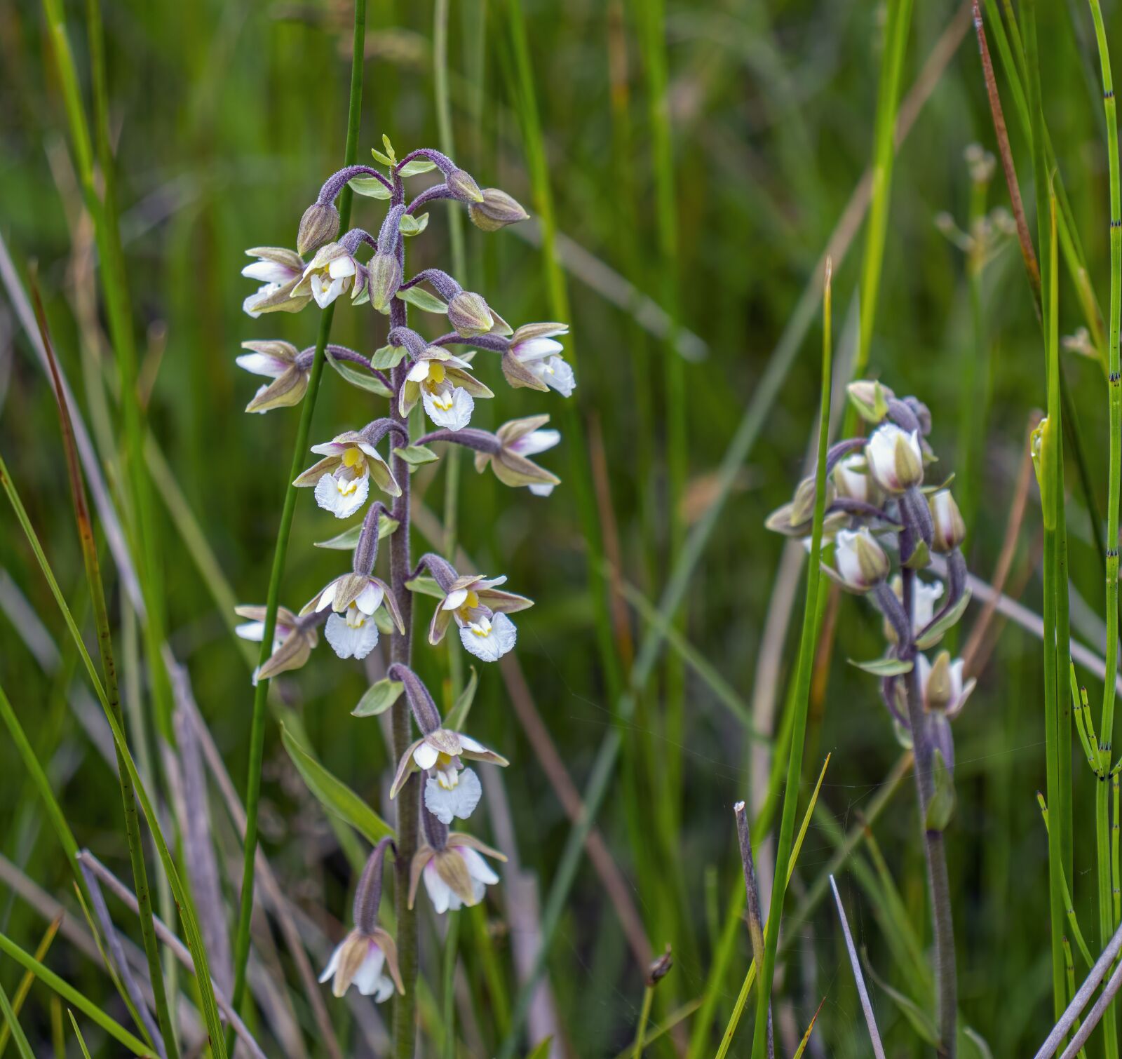 Canon EOS 800D (EOS Rebel T7i / EOS Kiss X9i) sample photo. Marsh-helleborine, orchid, summer photography