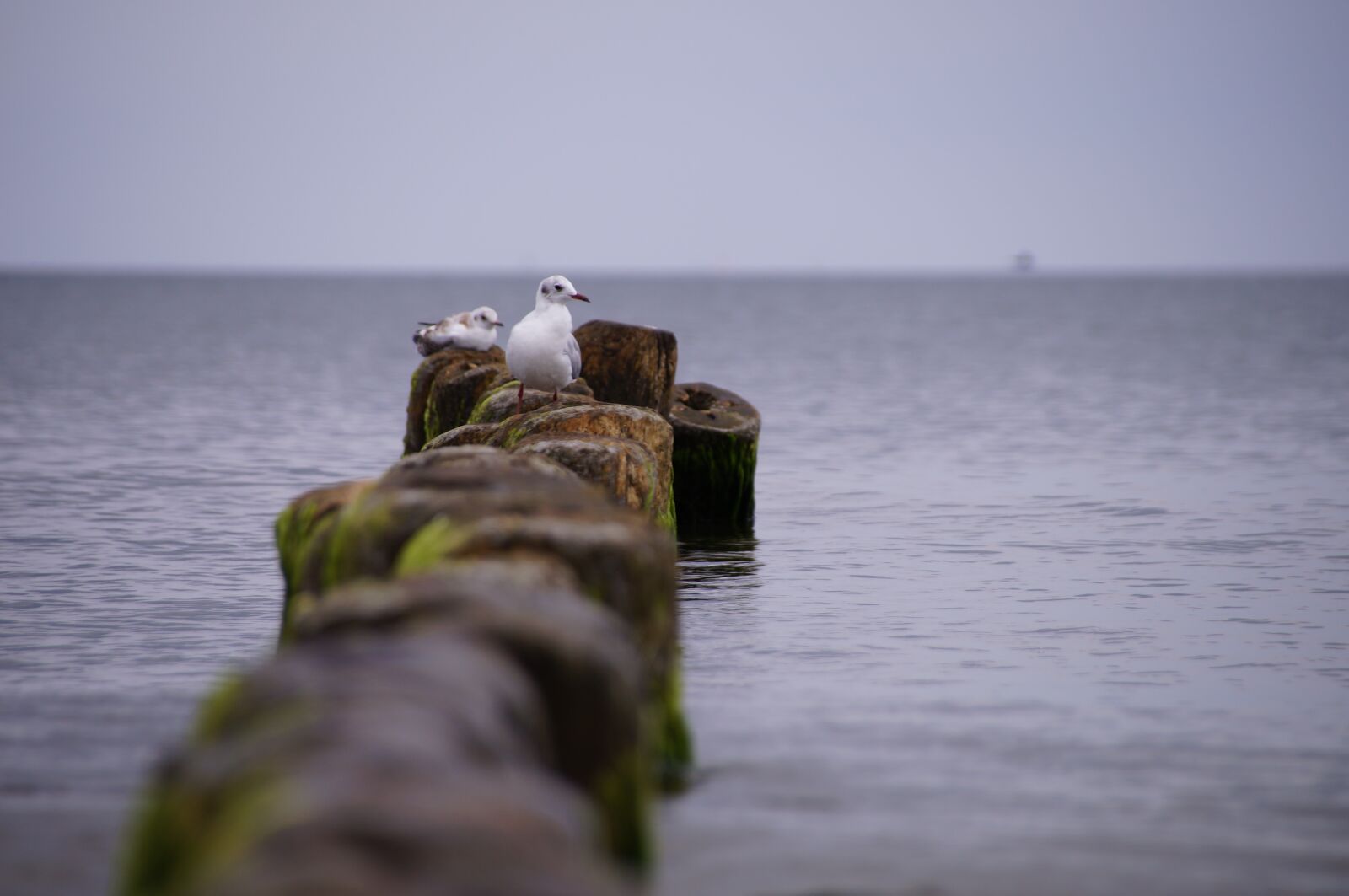 Sony SLT-A37 sample photo. Baltic sea, sea, horizon photography