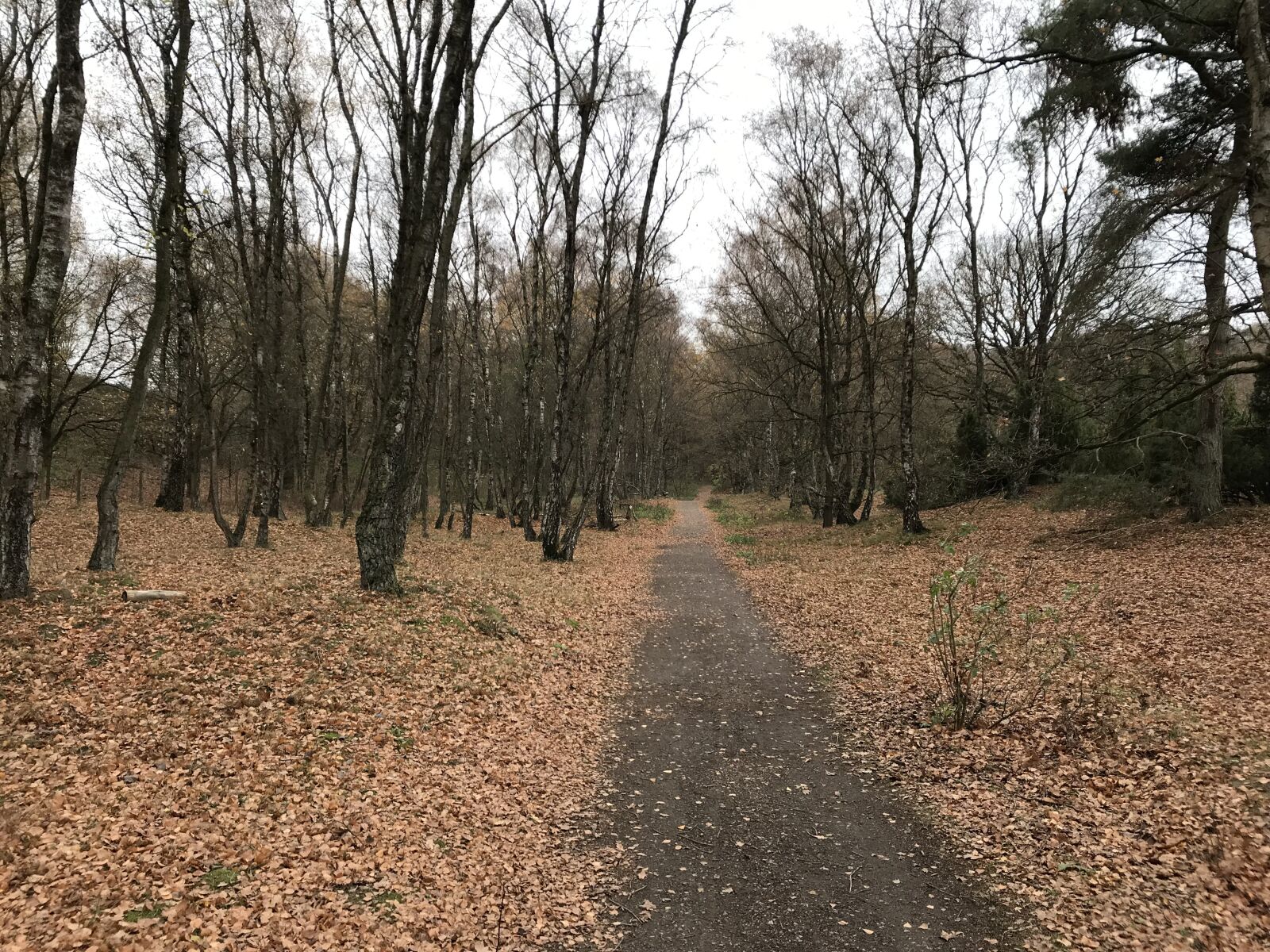 iPhone 7 back camera 3.99mm f/1.8 sample photo. Autumn, leaves, away photography