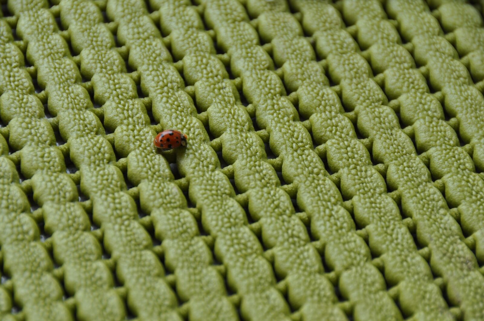 Nikon D90 sample photo. Ladybug, green, pad photography