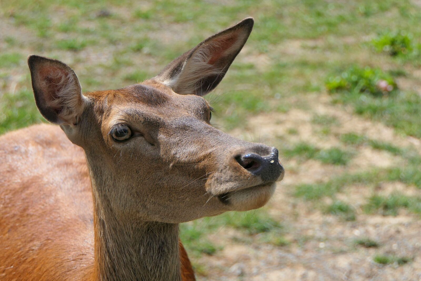 Panasonic Lumix DMC-FZ2500 (Lumix DMC-FZ2000) sample photo. Roe deer, wild, wild photography