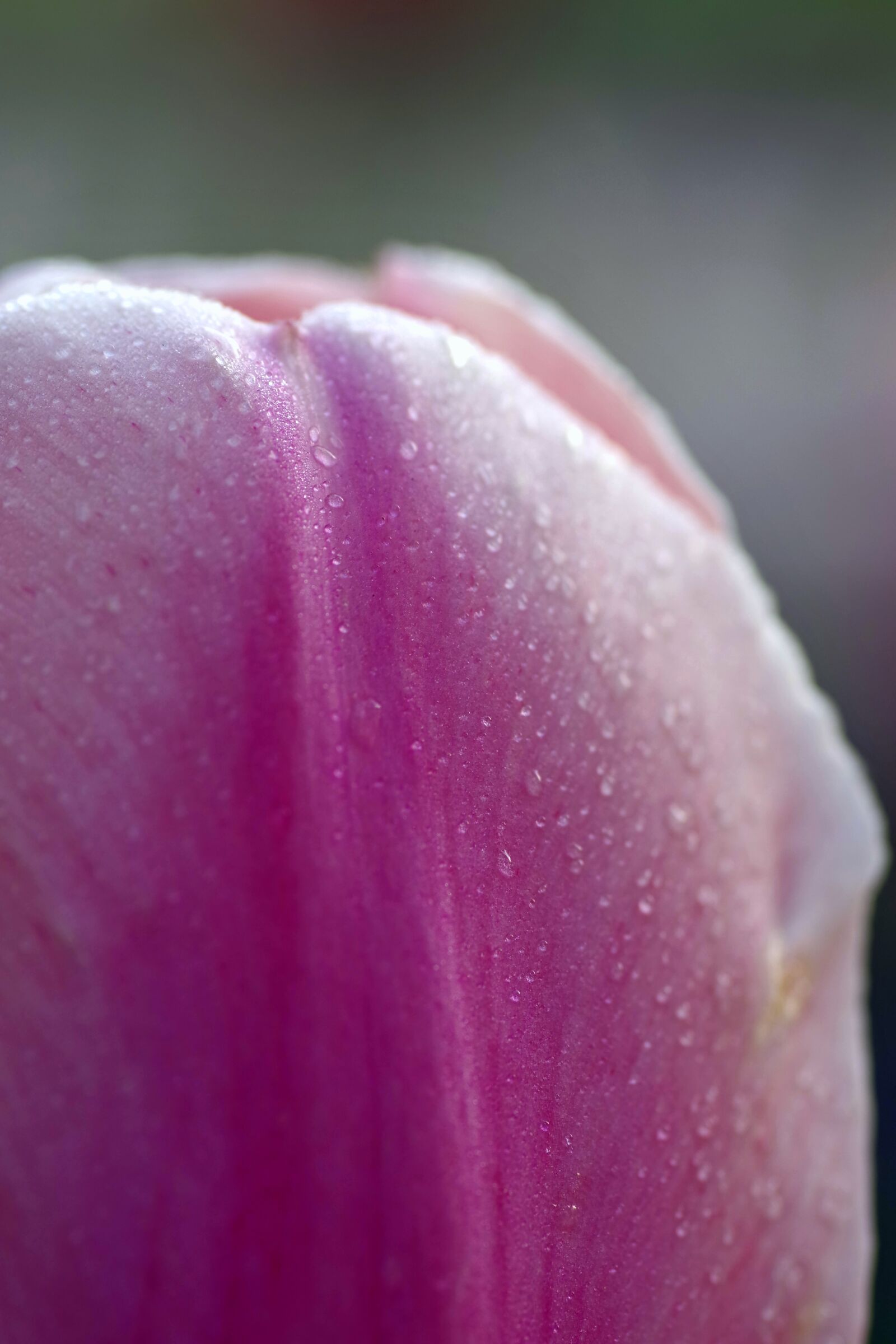 Pentax K-S2 sample photo. Flower, the petals, tulip photography