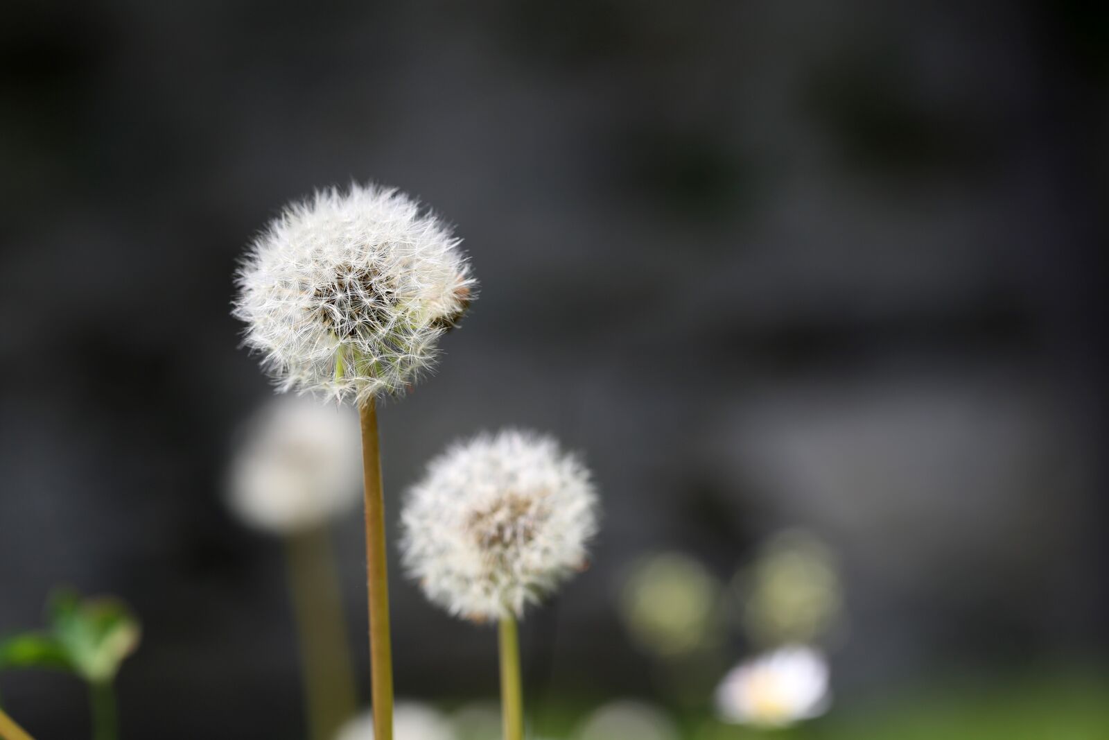 Canon EF 100mm F2.8L Macro IS USM sample photo. Dandelion, seeds, close up photography