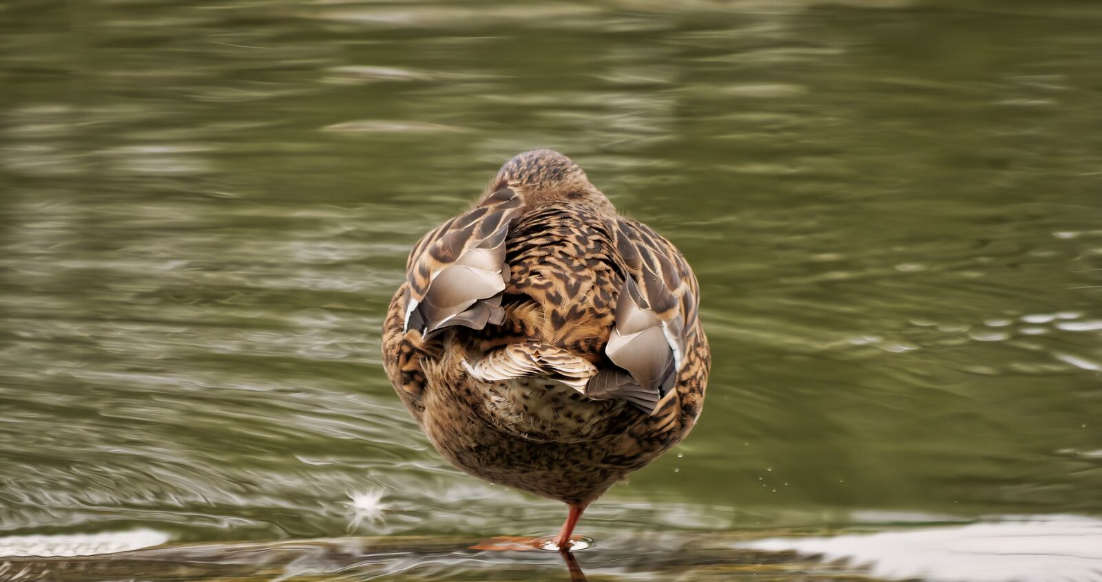 Panasonic Lumix DC-G9 sample photo. Duck, plumage, nature photography