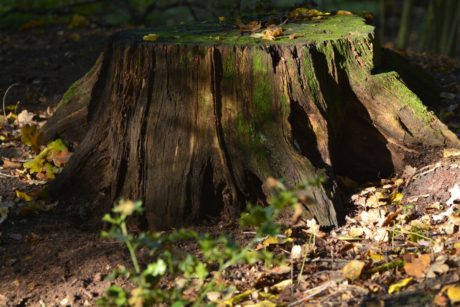 Nikon D7100 sample photo. Nature, wood, tree photography
